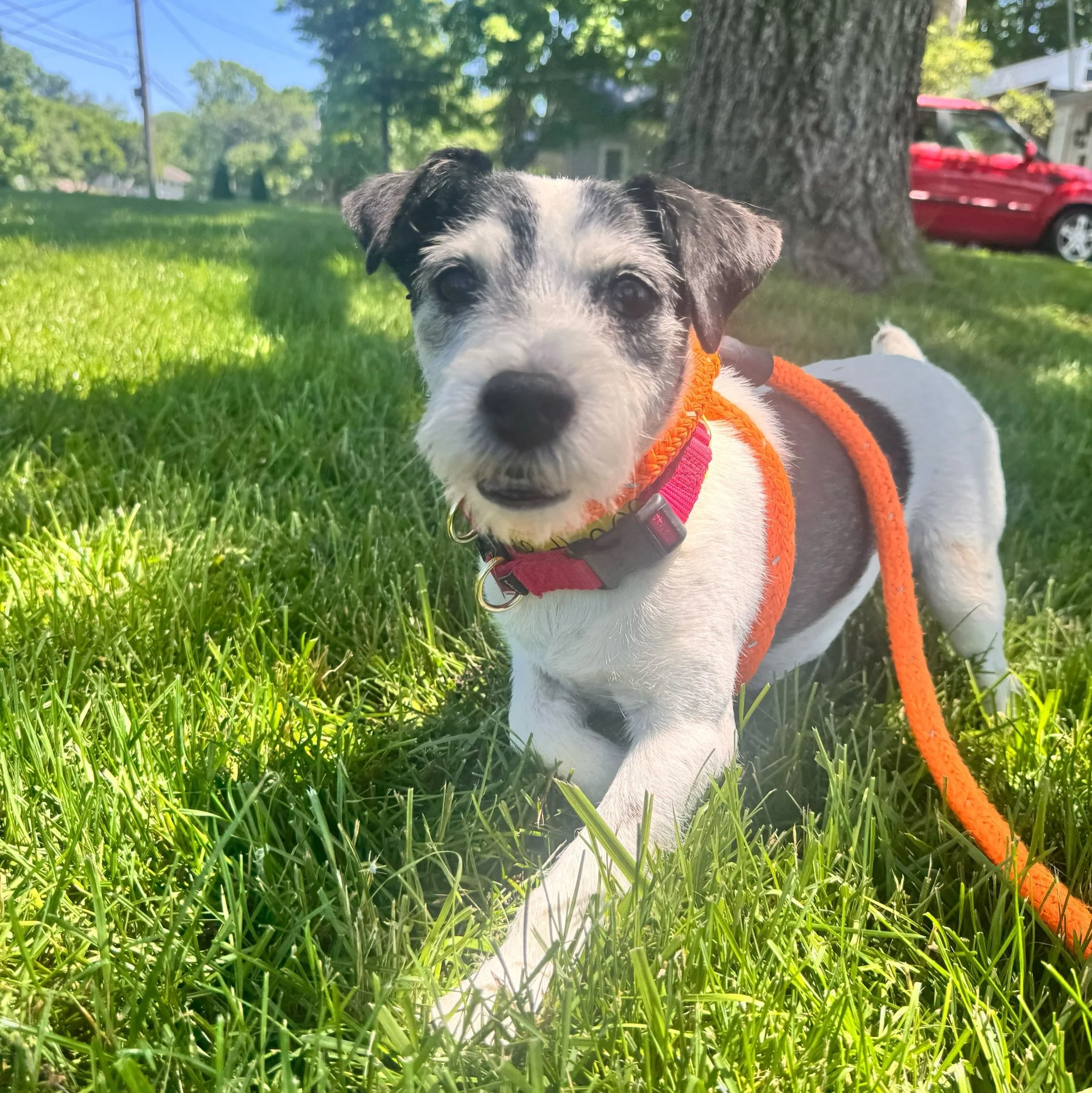 Sunshine, smiles, and happy tails all around ☀️🐾

Today&rsquo;s beautiful weather brought out some of the BEST smiles from our pups across all three Puptown Lounge locations! 🧡🐾😊

From sunny walks to play yard zoomies and relaxing in the fresh ai