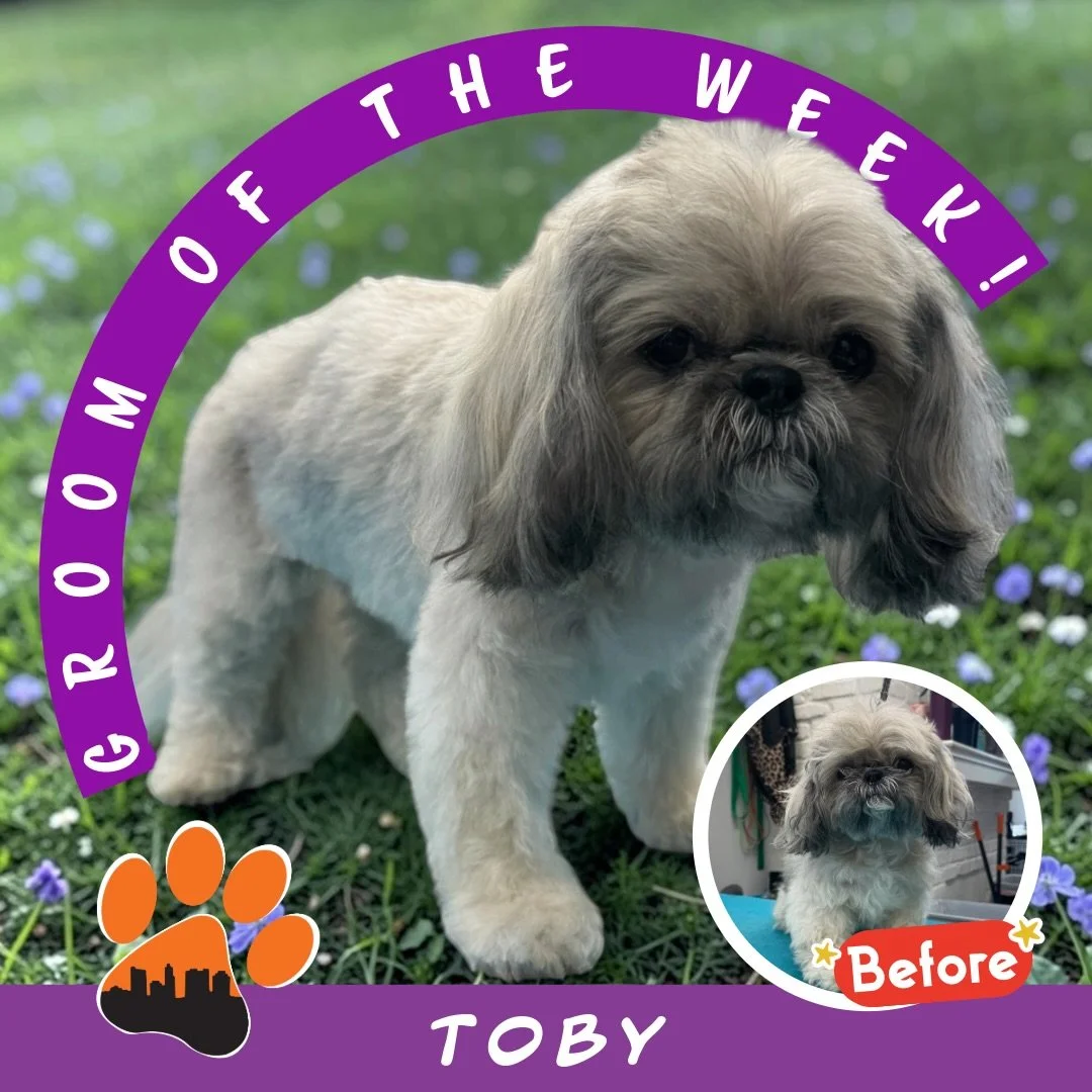 ✨ Groom of the Week: Toby ✨
Shih Tzu 🐾
Groomed by Jacey

Toby stopped by our Grooming House in UA for a full groom and left looking as adorable as ever! ✂️✨

His style features a &frac12;-inch all-over trim with a round head, while keeping his ears 