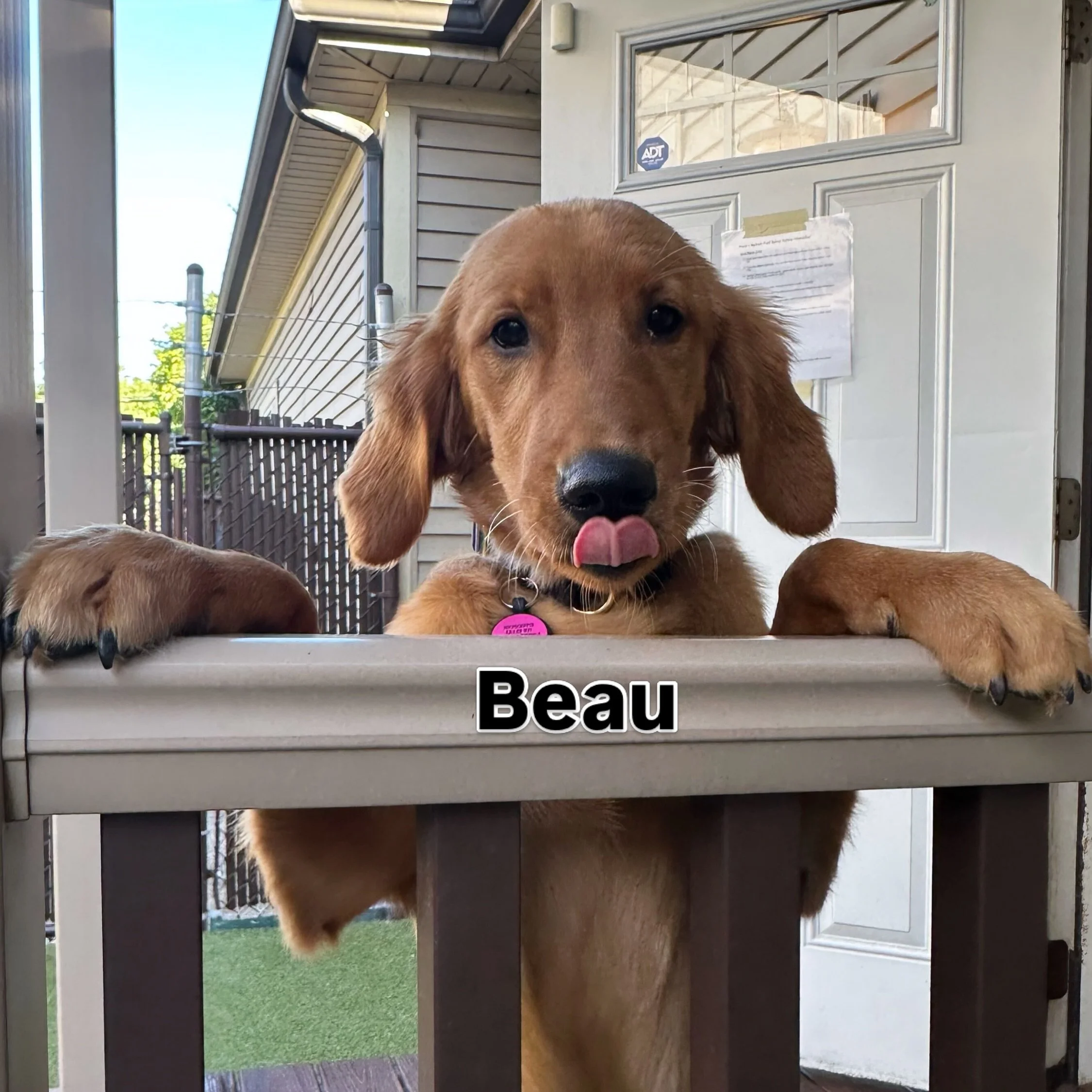 How they pose 📸✨

vs.

How they really are 🤪🐾

Every dog has two sides: the perfect photo-ready pup and the goofy goober that appears 0.2 seconds later. 😂

Swipe through to see some of our favorite transformations from around Puptown Lounge today