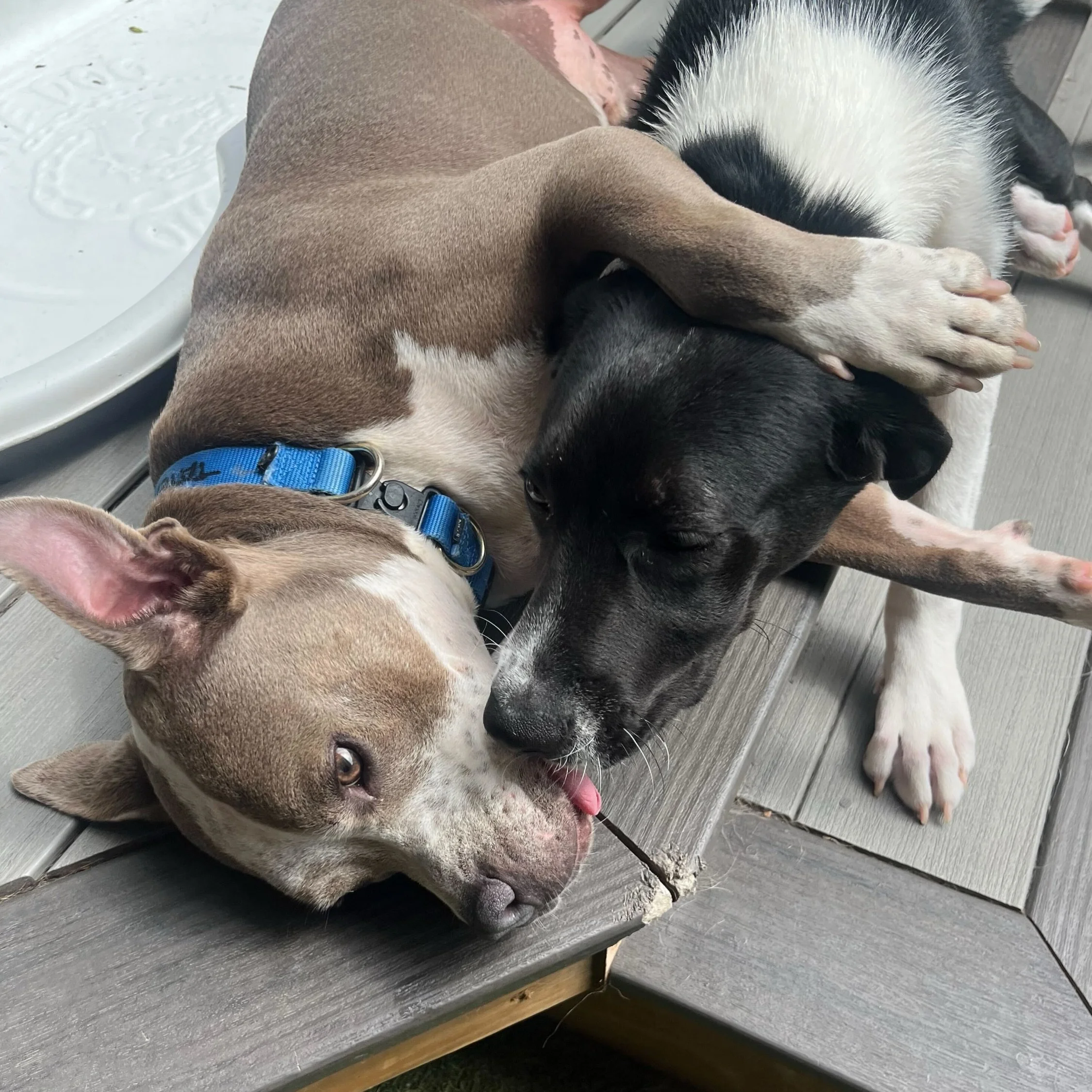 Just look at these absolutely adorable pups at Puptown Lounge dog daycare!🐾🧡

From tail-wagging play sessions and cozy cuddle breaks to big smiles for the camera, these moments are why we love what we do. 🥰

Every day, across all three of our loca