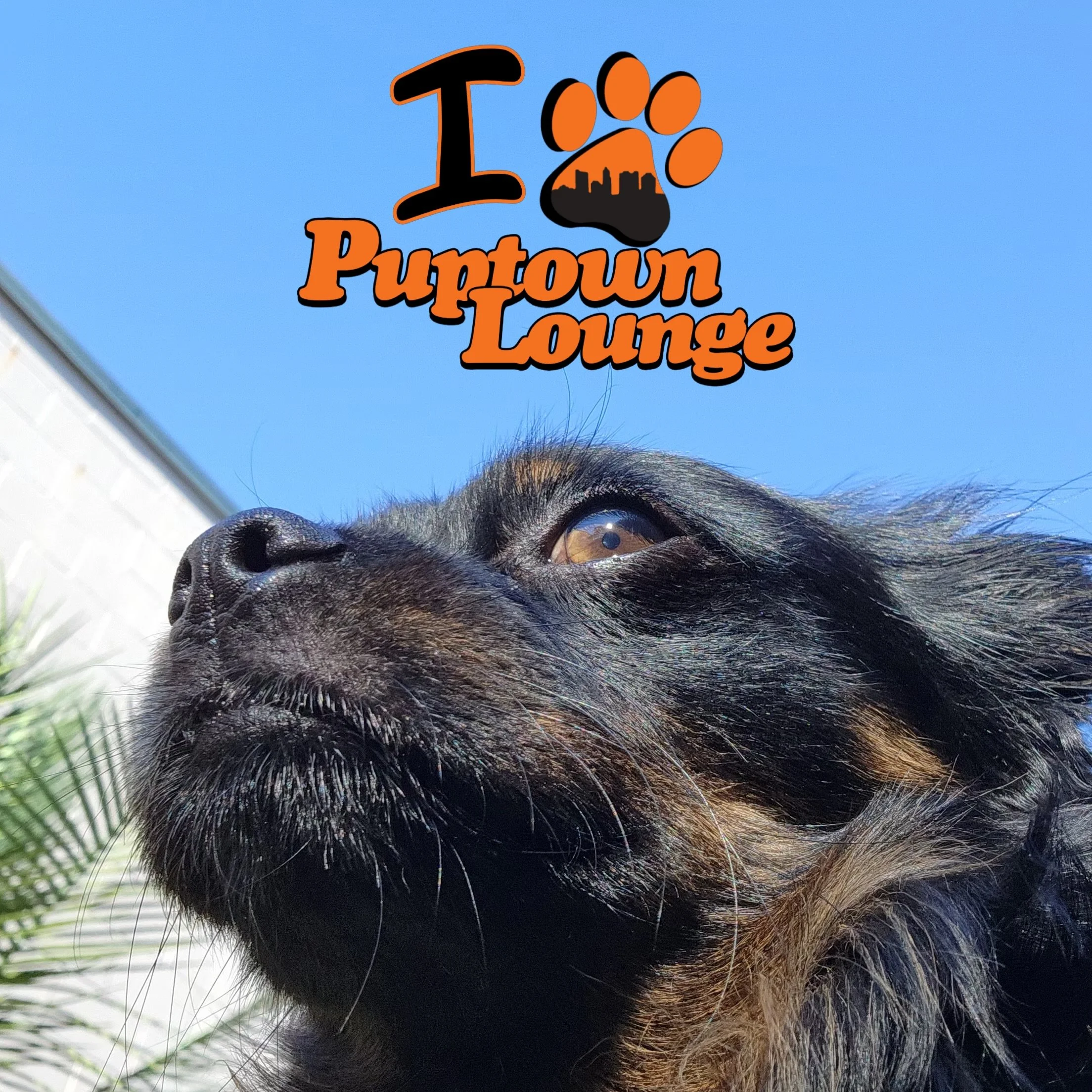 Some days are all about the little moments. 🐾🧡

The big smiles. The goofy faces. The cuddles with our team. The friendships made in the play yards. The tail wags that never seem to stop.

We feel incredibly lucky to spend our days surrounded by so 