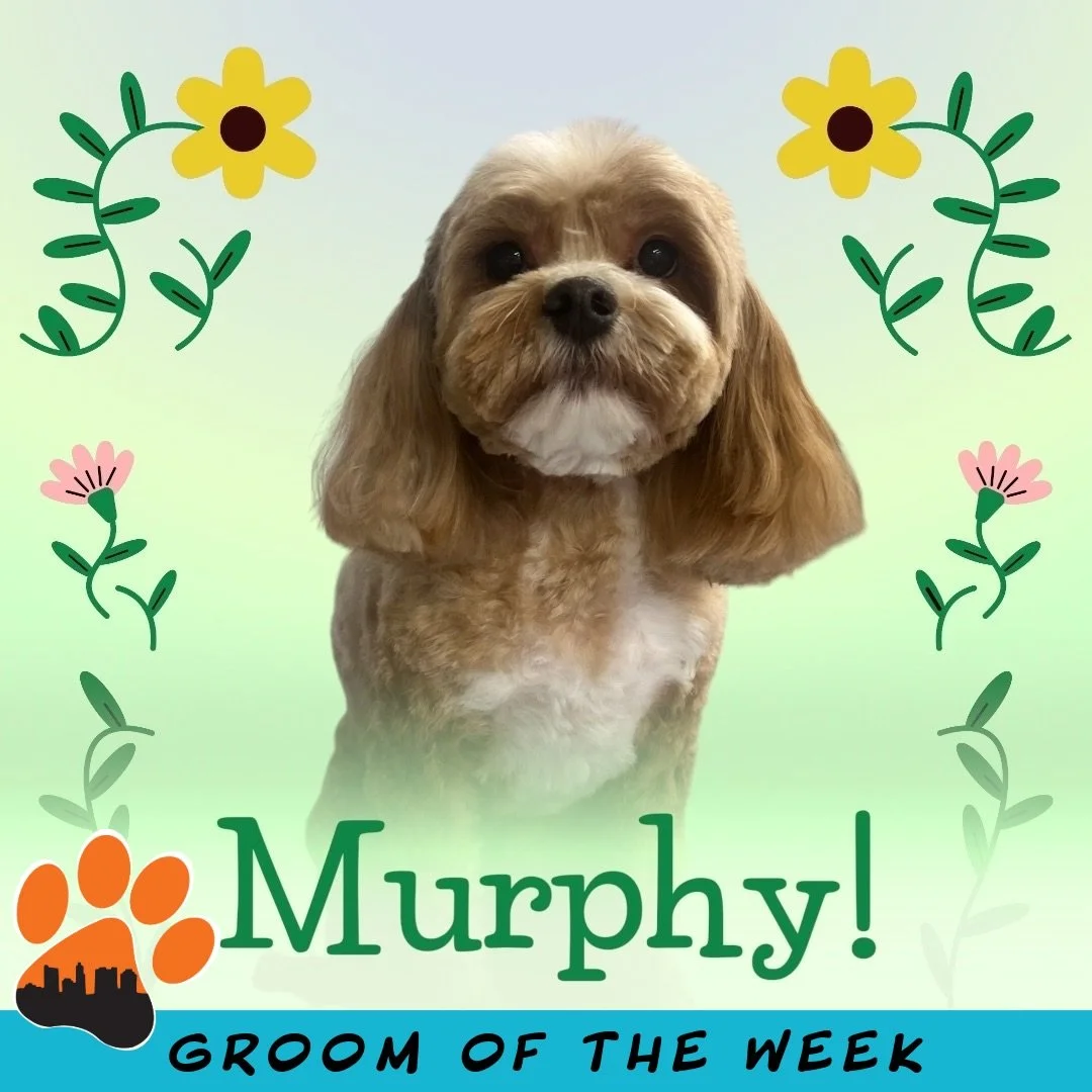 ✨ Groom of the Week: Murphy ✨
Mini Goldendoodle 🐾
Groomed by: Sarah 🥰

This week&rsquo;s spotlight goes to Murphy, who visited Puptown for the very first time and we were so happy to meet him! 🧡

Murphy received a number 3 (&frac12;-inch) trim on 