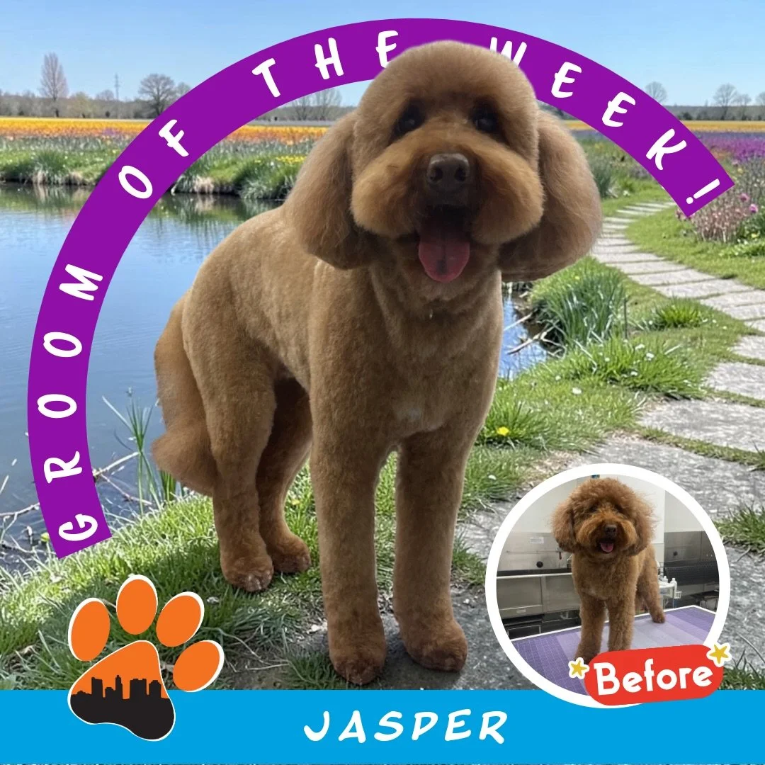 ✨ Groom of the Week: Jasper ✨
Doodle 🐾
Groomed by Grace

Jasper came in for a fresh full groom, featuring a 0 comb on the body, a fluffy round head, and a tidy ear and tail trim ✂️✨ The result is a soft, balanced look that fits him perfectly!

For t