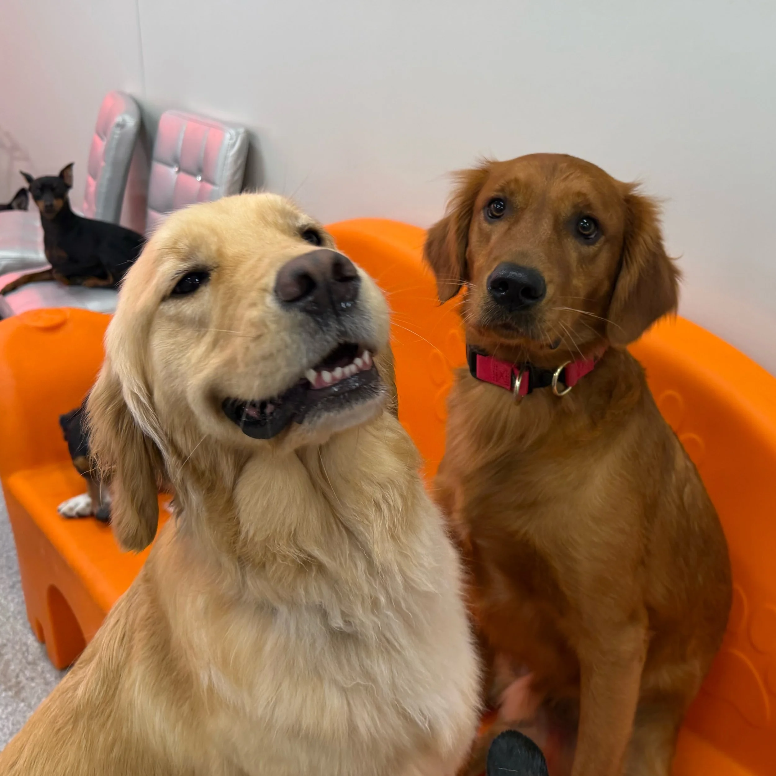 📸 Warning: these photos may cause excessive smiling. 😁🐾

We couldn&rsquo;t pick just one favorite, so here&rsquo;s a whole carousel full of happy faces from this weekend at Puptown Lounge Dog Daycare!

From giant grins to adorable close-up snoots,