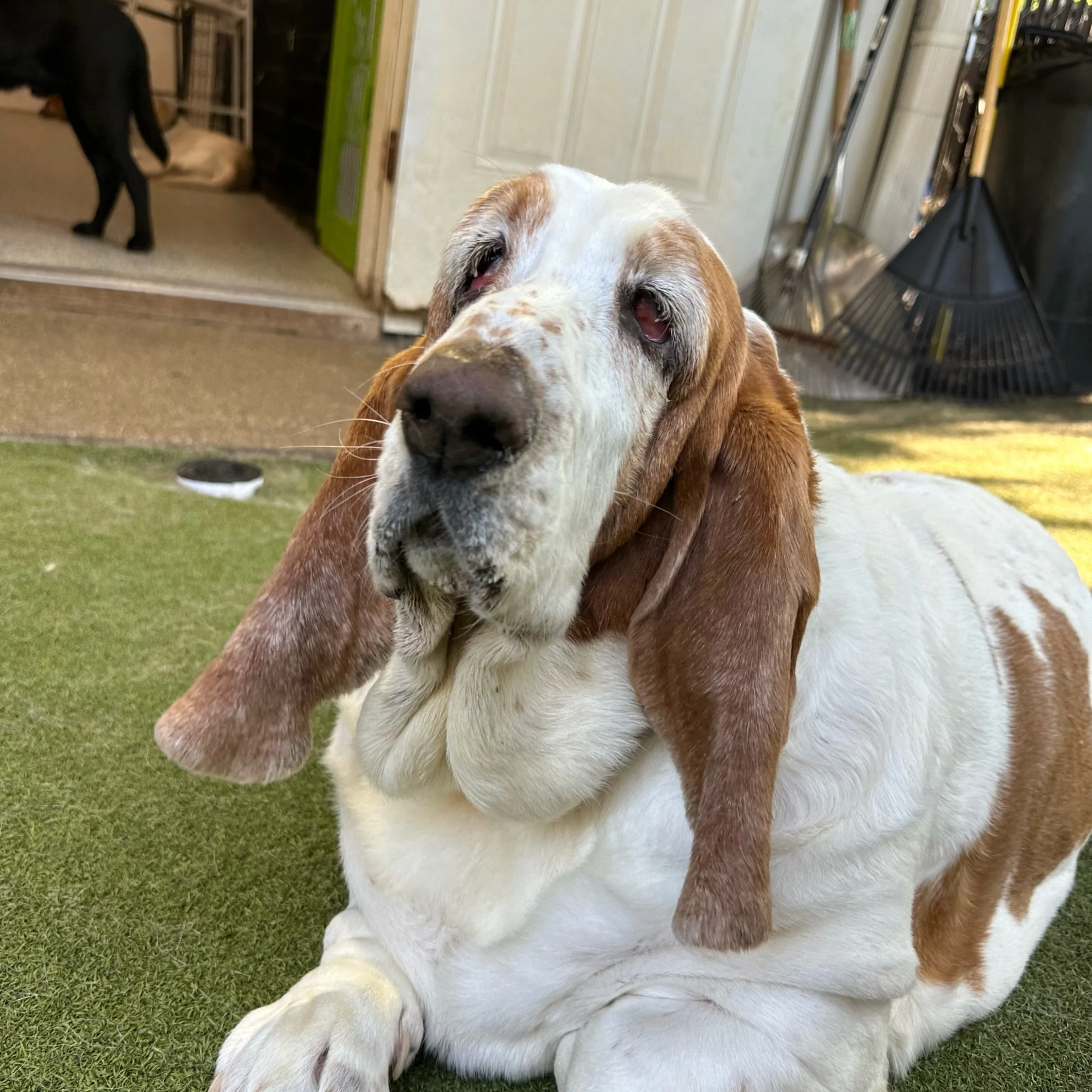 Happy Friday from all of us at Puptown Lounge! ☀️🐾

There&rsquo;s just something about happy dogs, wagging tails, and sunshine that makes everything feel a little better. 

Here are 10 of our favorite moments from today across all three Puptown Loun
