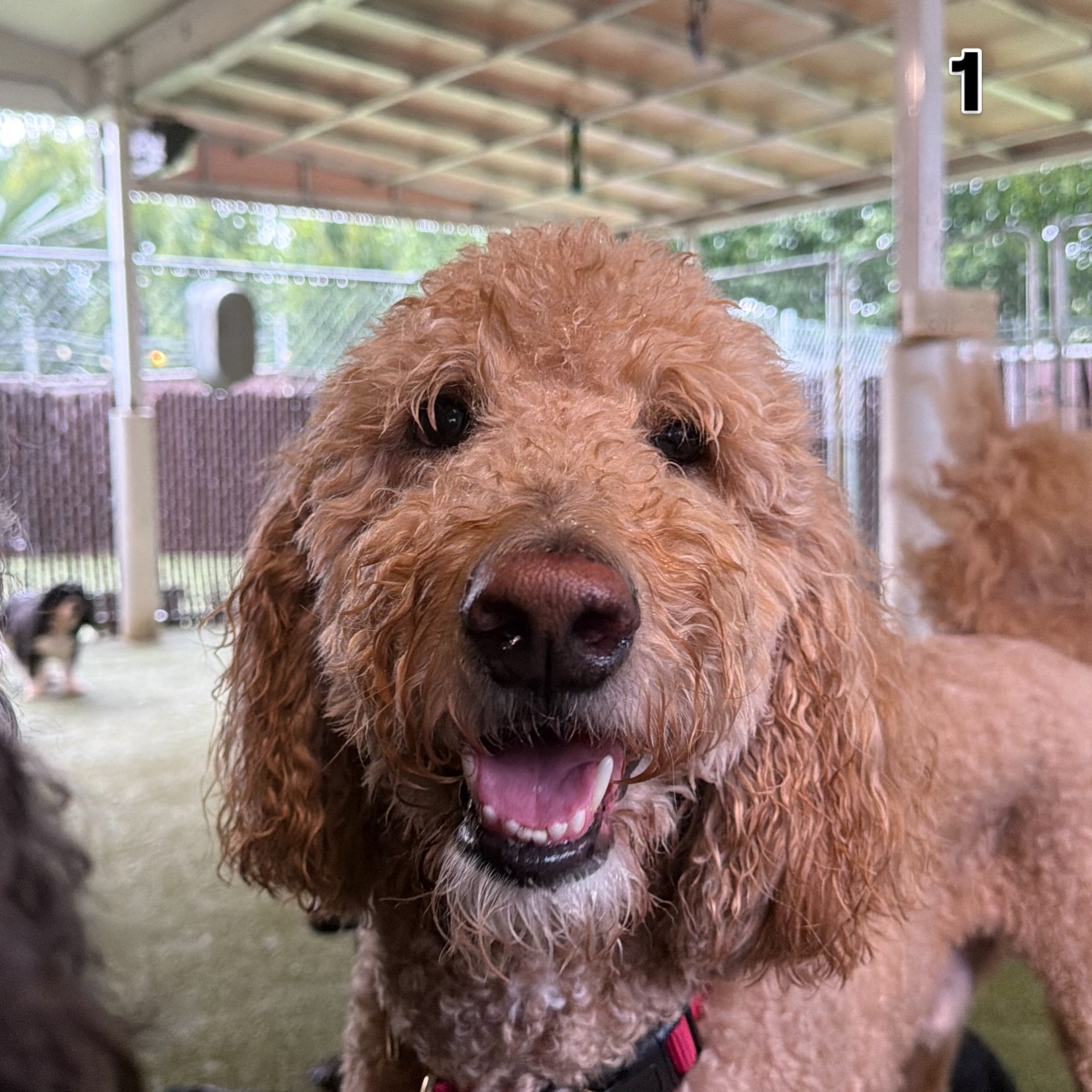 Hopefully it&rsquo;s not 🎶 just another Manic Monday 🎶

Milo loves to make some silly expressions while hanging out in daycare at our Puptown Lounge Upper Arlington location! 😂🐾

So he&rsquo;d like to know: Which one of these represents YOU today