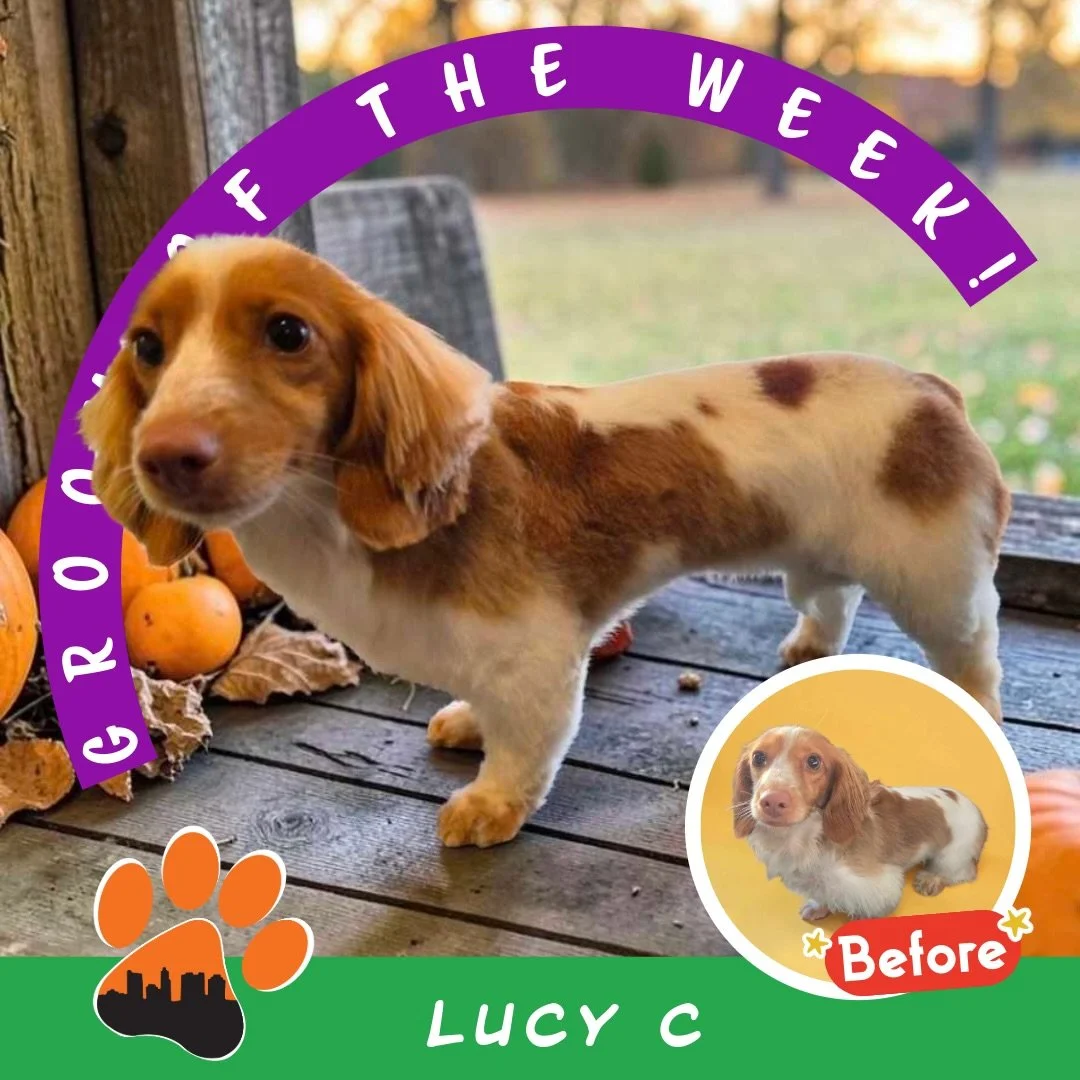✨🐾 GROOM OF THE WEEK! 🐾✨

Meet Lucy! 💕 This sweet 1-year-old Mini Dachshund is our latest Groom of the Week, and just look at that fresh puppy look! 😍🐾

Lucy got a full groom with Makayla at our North Columbus Kenny Rd location, taking some leng