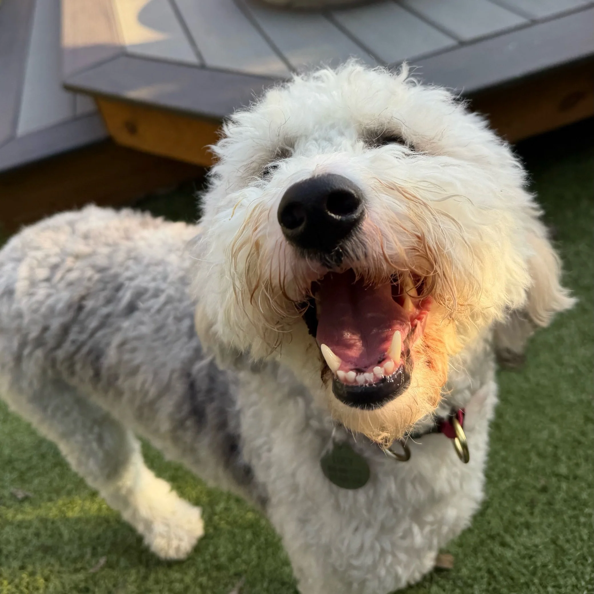 🐾☀️ A little extra sunshine for your feed!

We may have missed sharing some of yesterday afternoon&rsquo;s adorable faces on our stories, but we couldn&rsquo;t let these sweet pups go unseen! 🥹🧡🐾

From soaking up the sunshine to hanging out with 