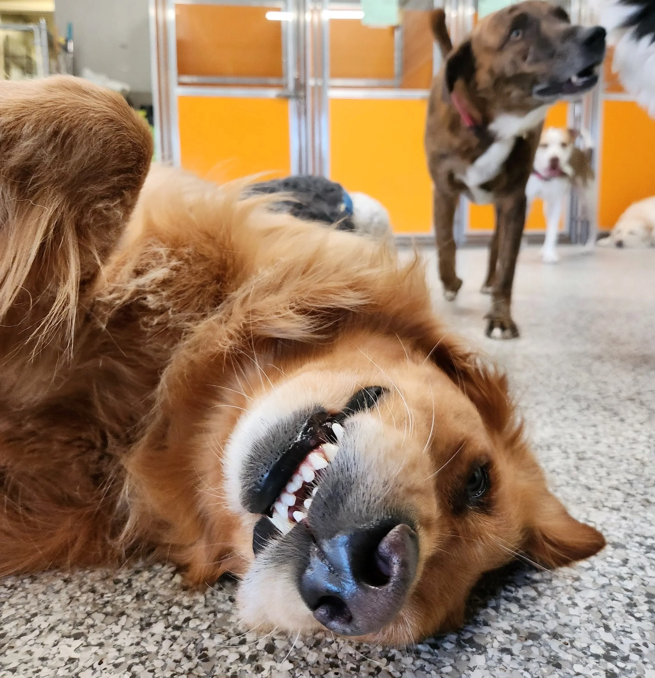 Just some sweet pups enjoying a sunny Tuesday at Puptown Lounge! 🧡🥹🐾☀️

Belly rubs, goofy faces, sleepy snoozes, happy smiles, and a little sunshine with their besties. 💕 Just another pawsitively perfect day of dog daycare in Columbus, Ohio!

Lif