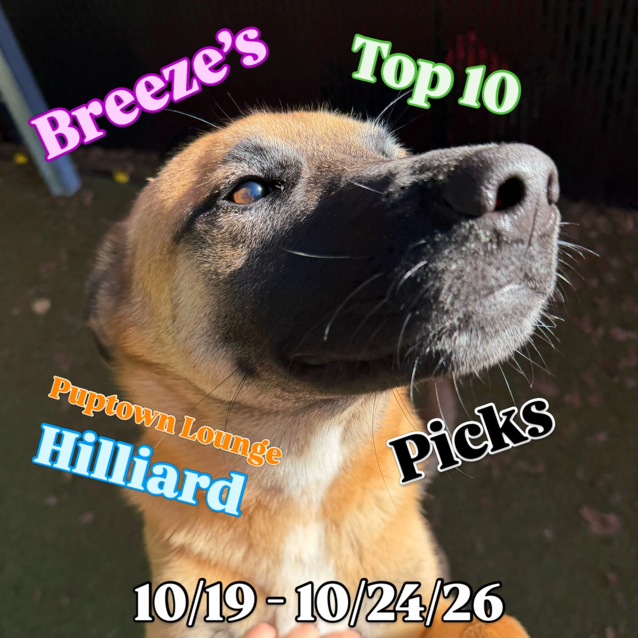 ✨ Breeze&rsquo;s Top Puptown Lounge Hilliard moments from 10/19 - 10/24‼️

We asked Breeze, to pick 10 of their favorite moments around our Hilliard location during those days! 🧡

Here are their picks! 🐾

1. New guy Ace getting all the love during 