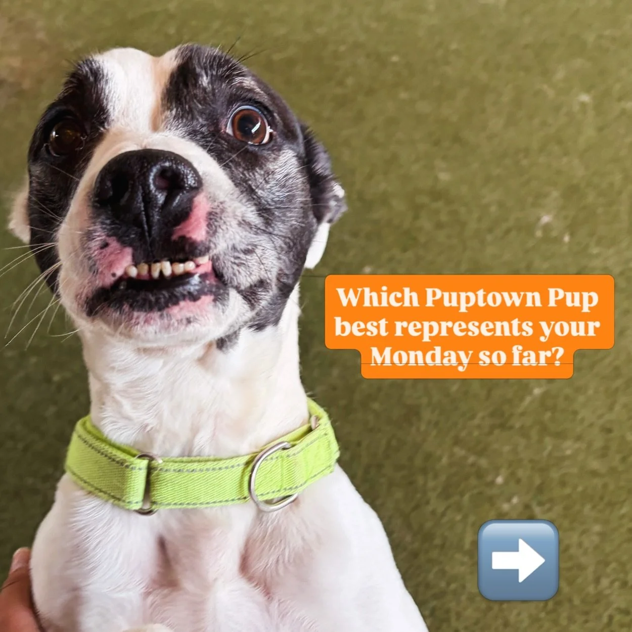 🎶 Just another Manic Monday again! 🎶🐾

It&rsquo;s Monday, and the pups of Puptown Lounge are serving up ALL the moods! 😂🧡

From the &ldquo;I need five more minutes&rdquo; 😴 to the &ldquo;I have absolutely no idea what&rsquo;s going on&rdquo; 😳