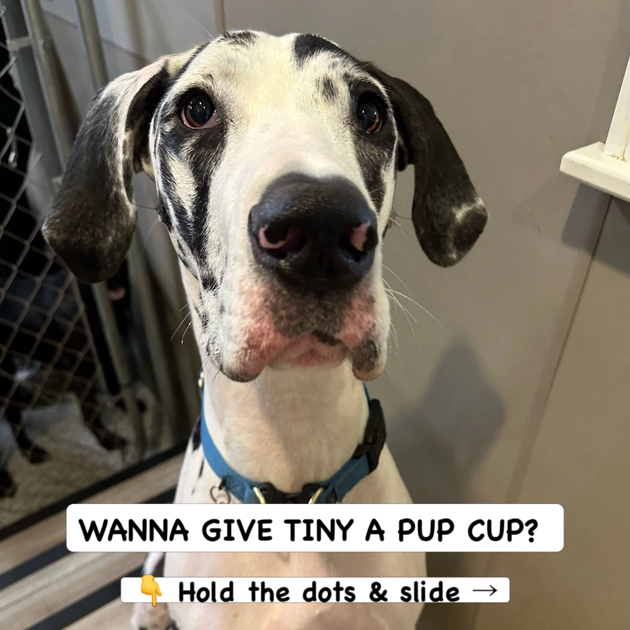Tiny has been VERY patient, and we think he&rsquo;s earned himself a little treat! 🥹🐾

This gentle giant has his eyes on the prize: a delicious Puptown Lounge Pup Cup topped with a yummy pumpkin treat! 🎃🧡

🐾 YOUR MISSION: Hold down the dots belo