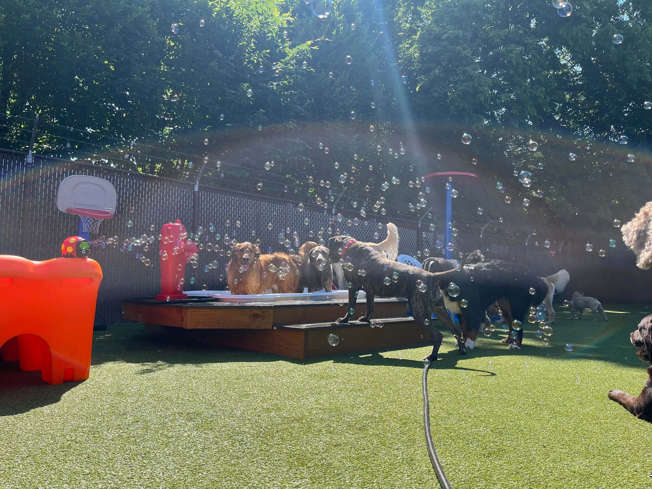 Rainbow in the Large Playgroup Yard - Bubble and Pool Time