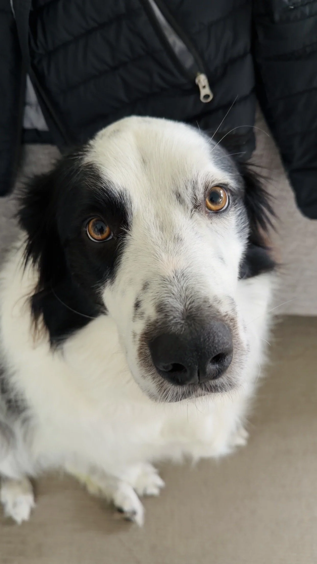 Brads dog Marlo close-up on the carpet
