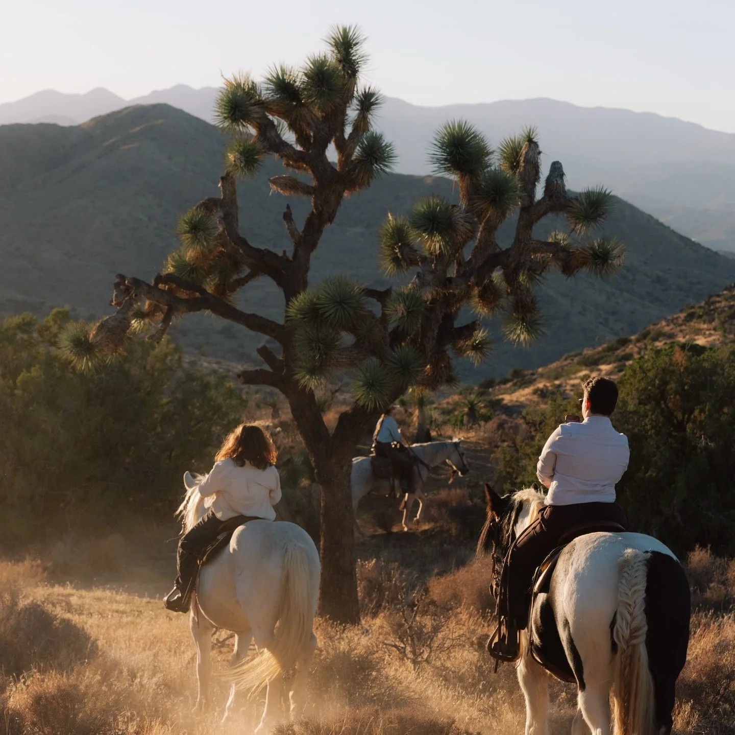 Ride the sunset in Joshua Tree National Park. thank you @megnrogers for capturing this amazing evening