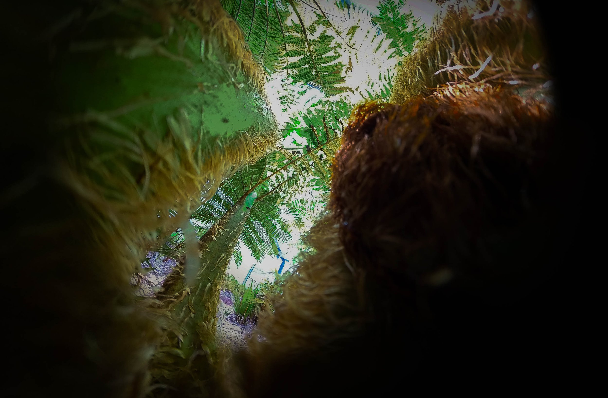 tree fern 5.jpg