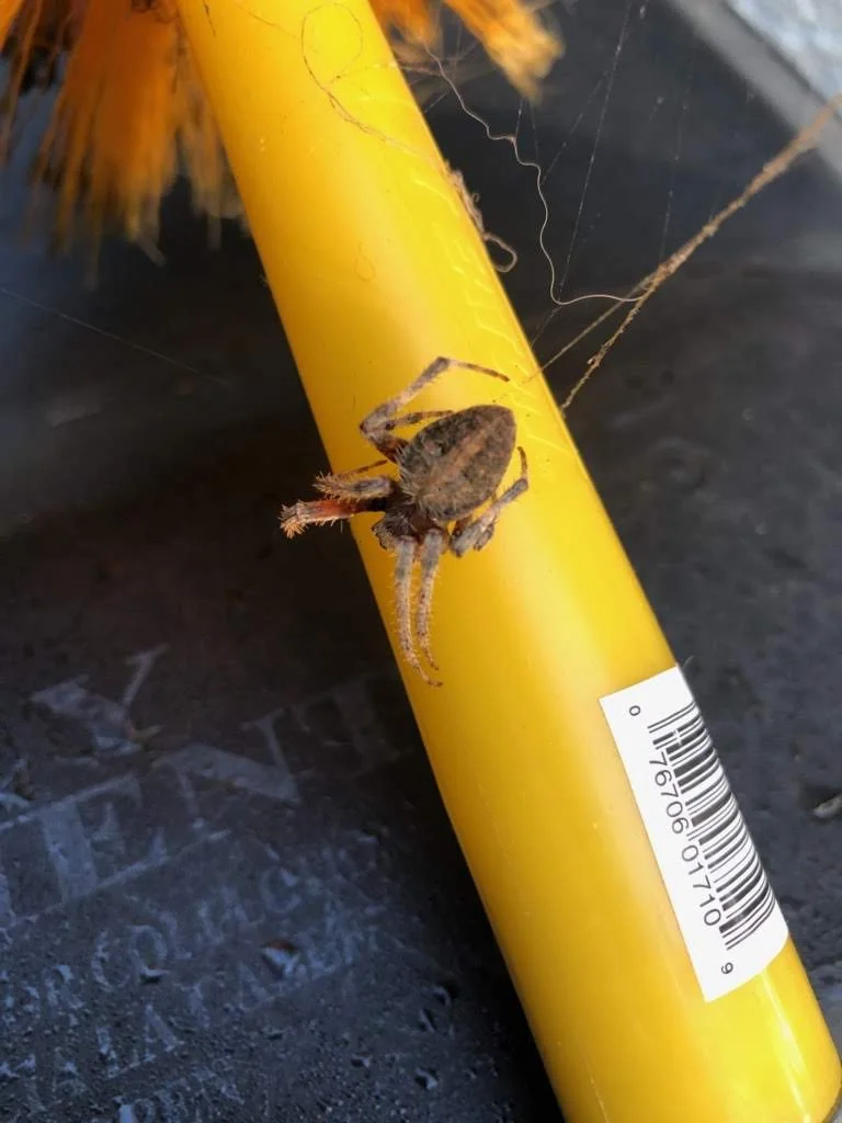 A spider climbing on a yellow pole with a barcode; orange bristles are visible at the top of the pole.