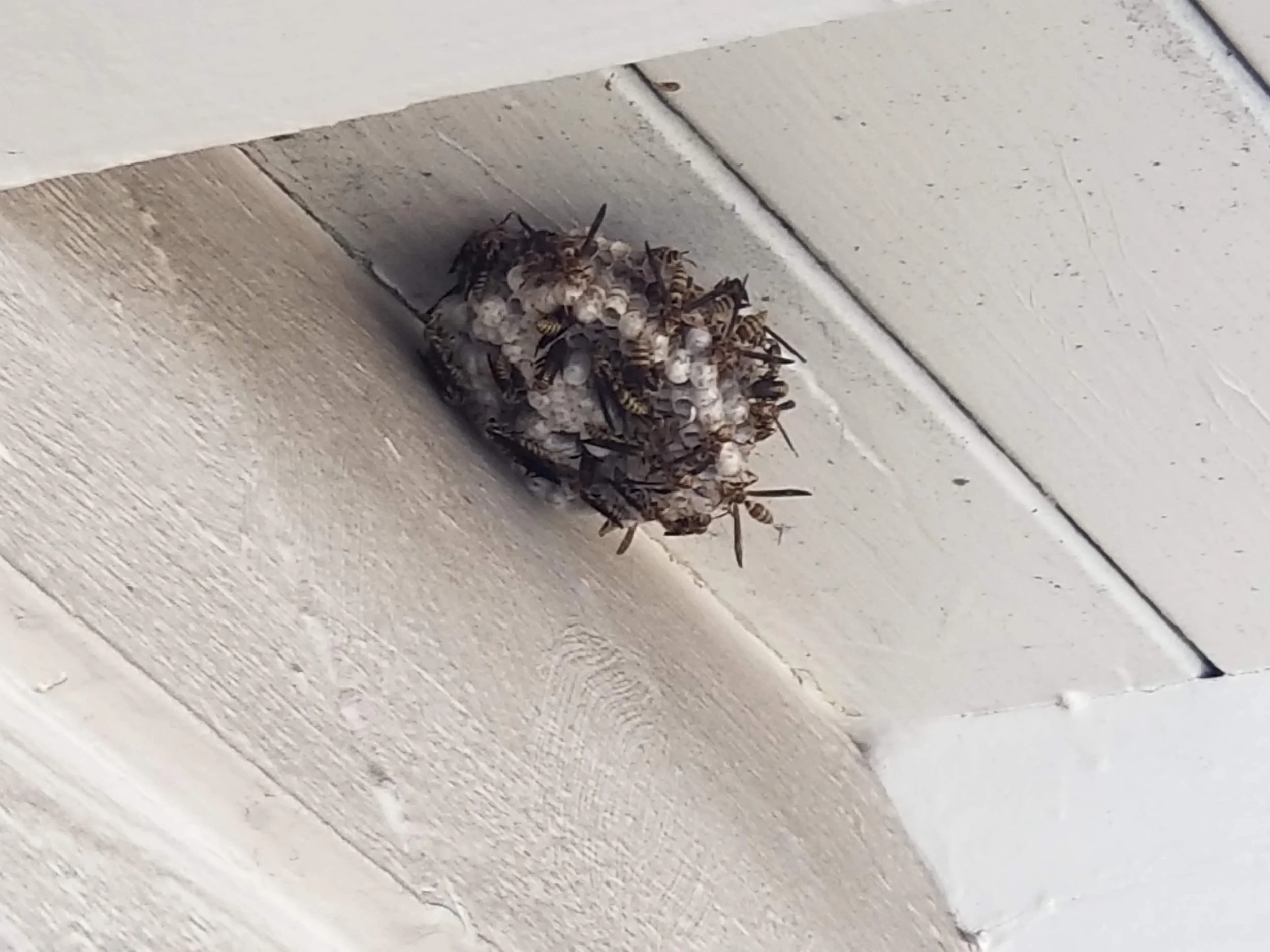 Paper wasp nest under eaves