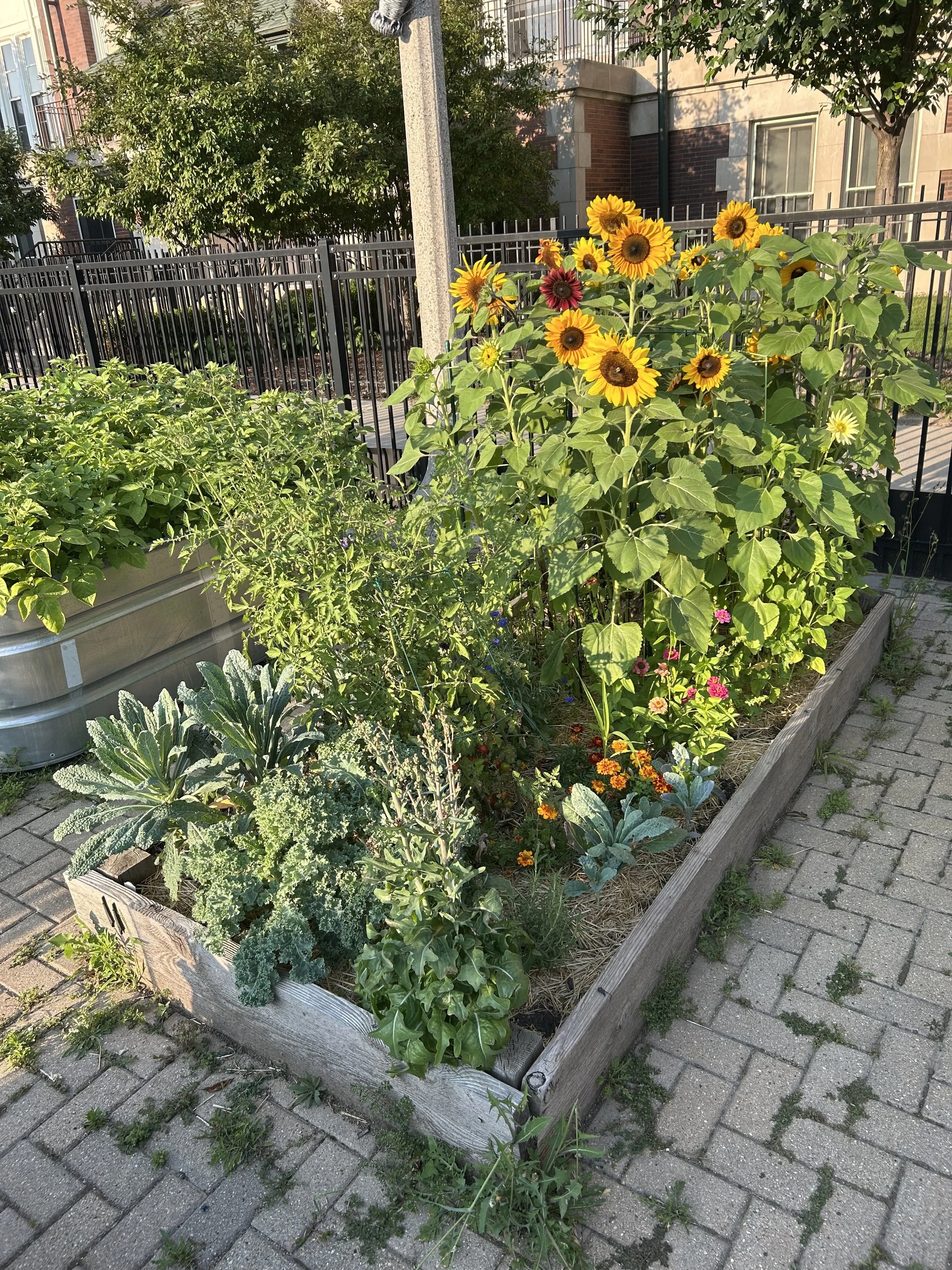 sunflowers in a garden bed