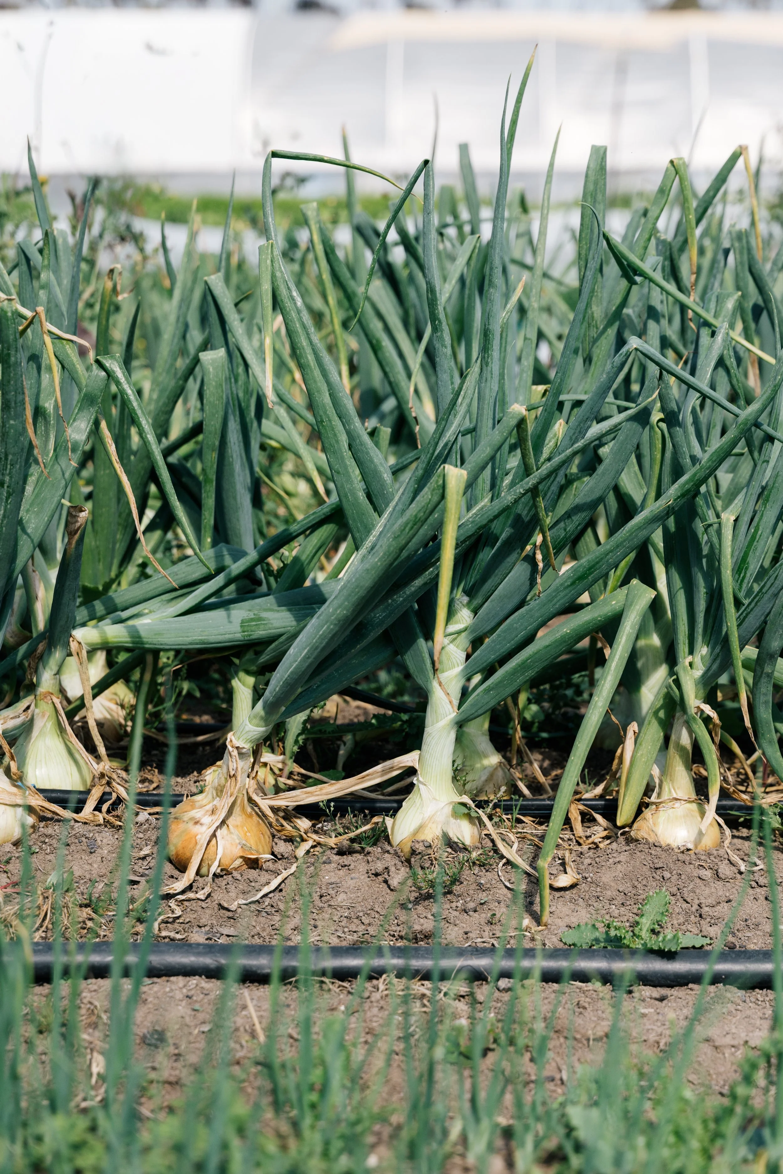 Veg2026summer-3.jpg
