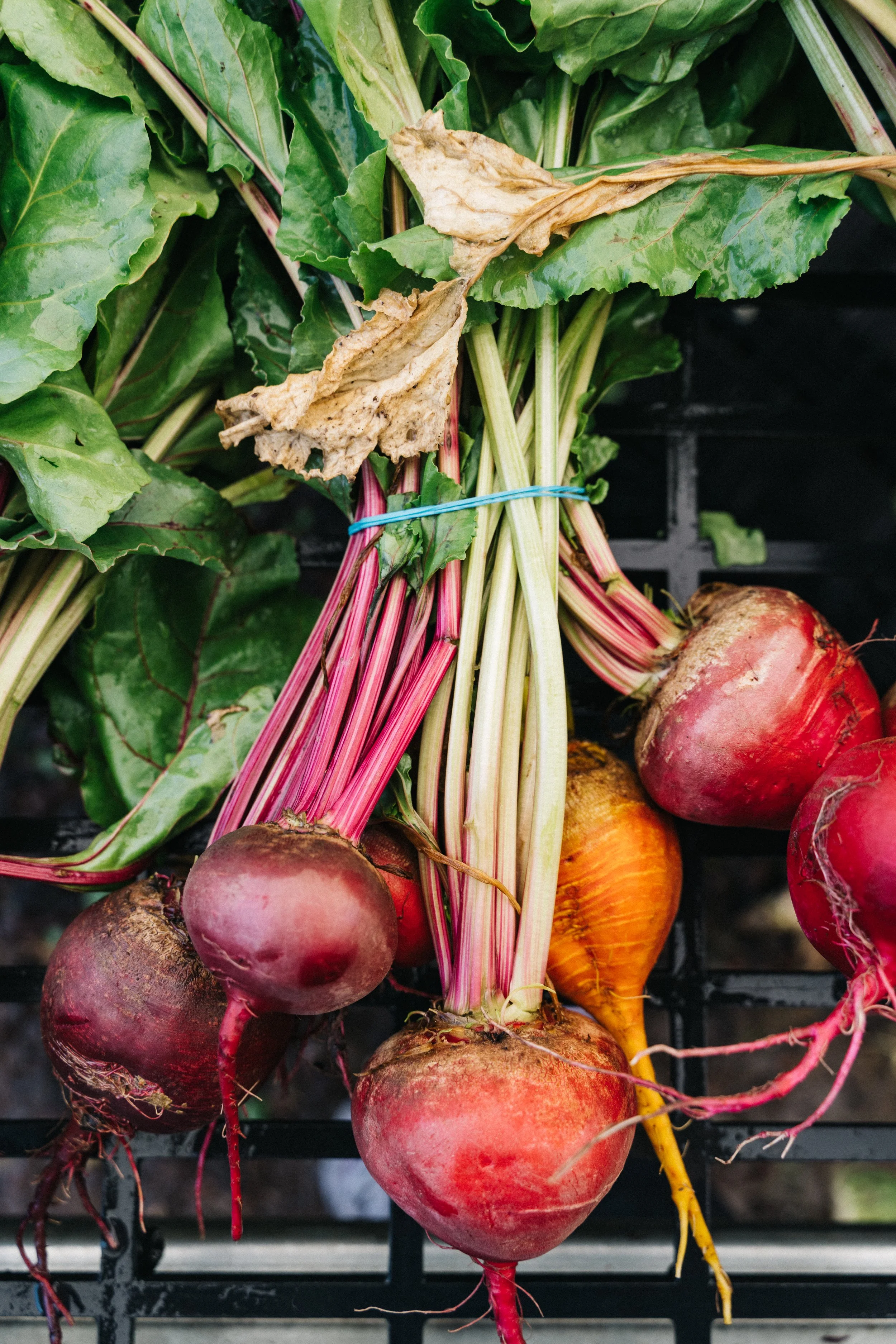 Veg2026summer-30.jpg