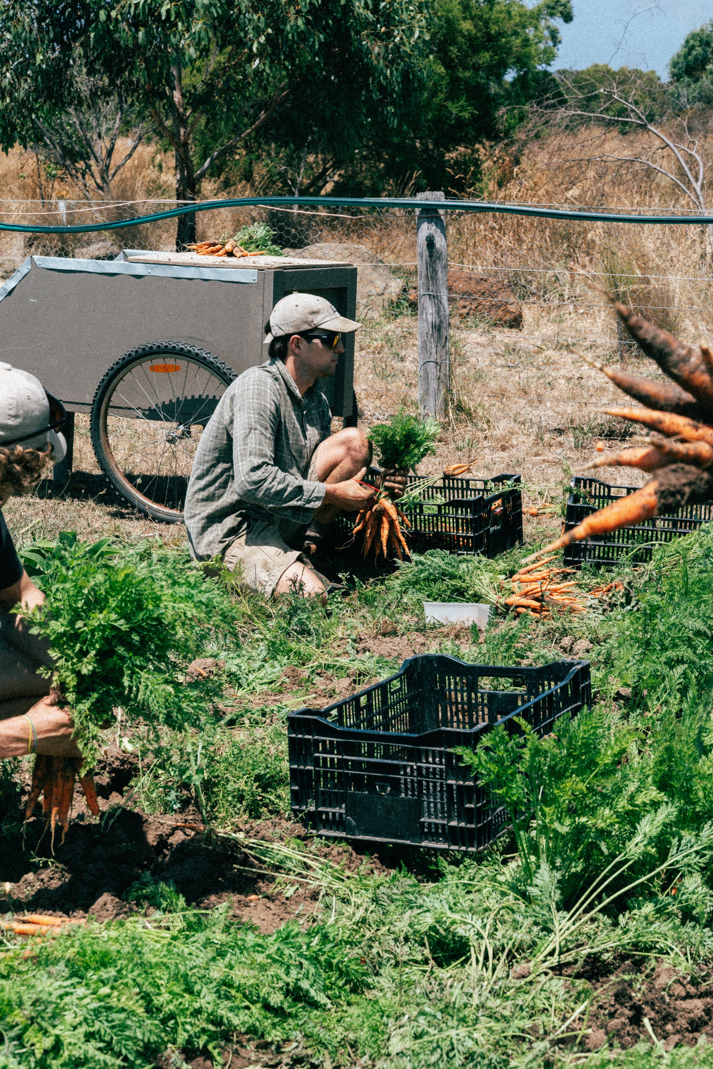 Veg2026summer-81.jpg