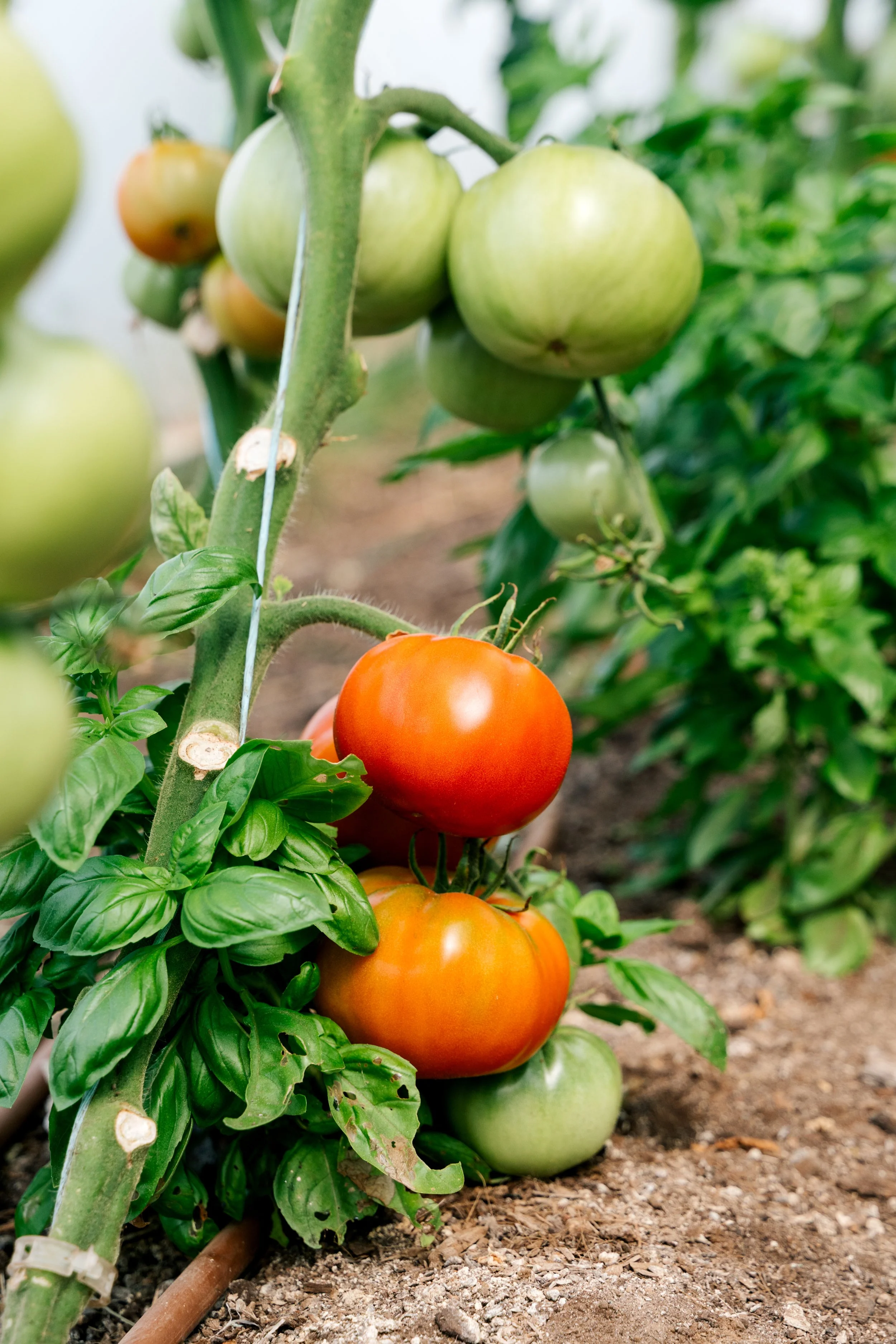 Veg2026summer-24.jpg