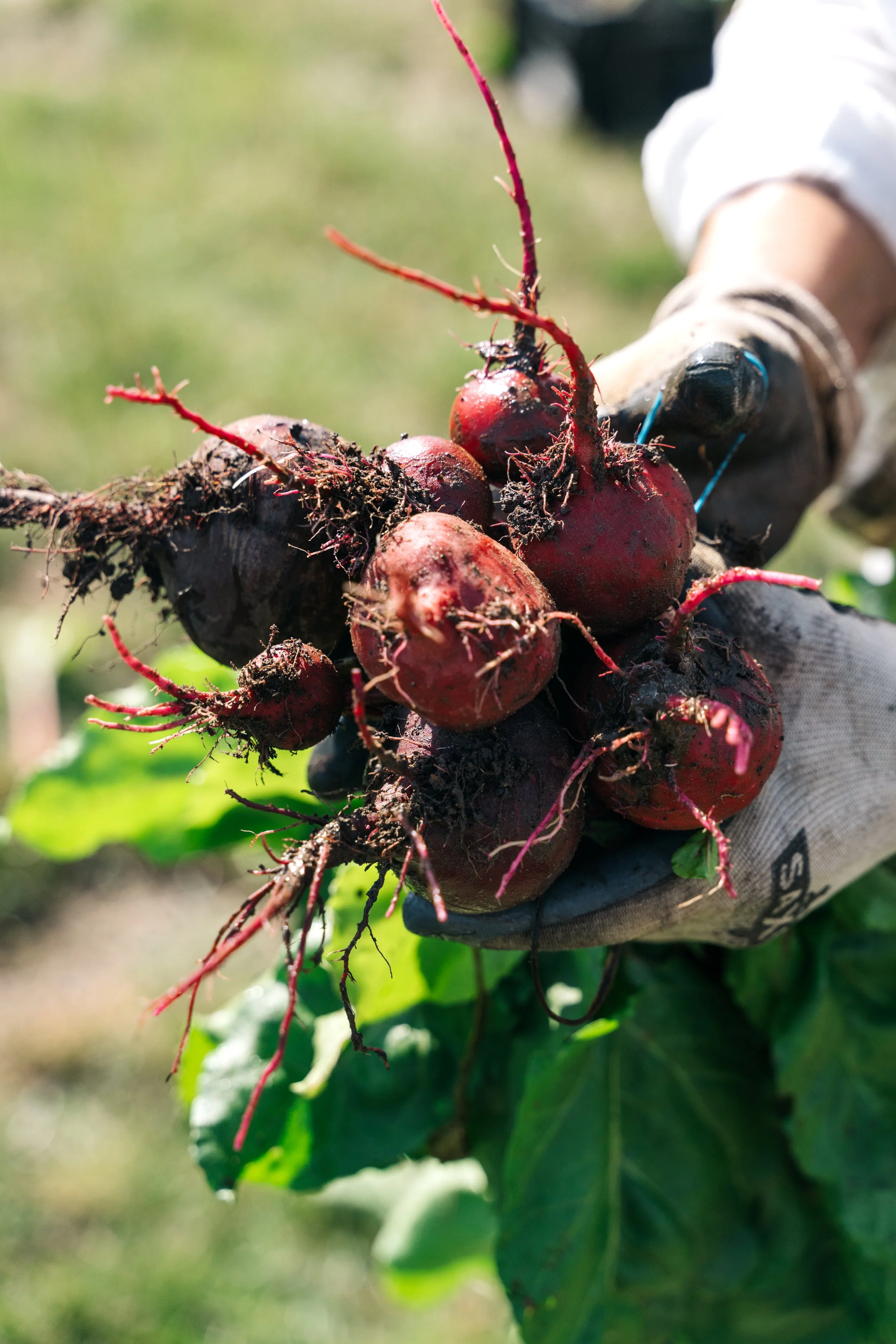 Veg2026summer-4.jpg