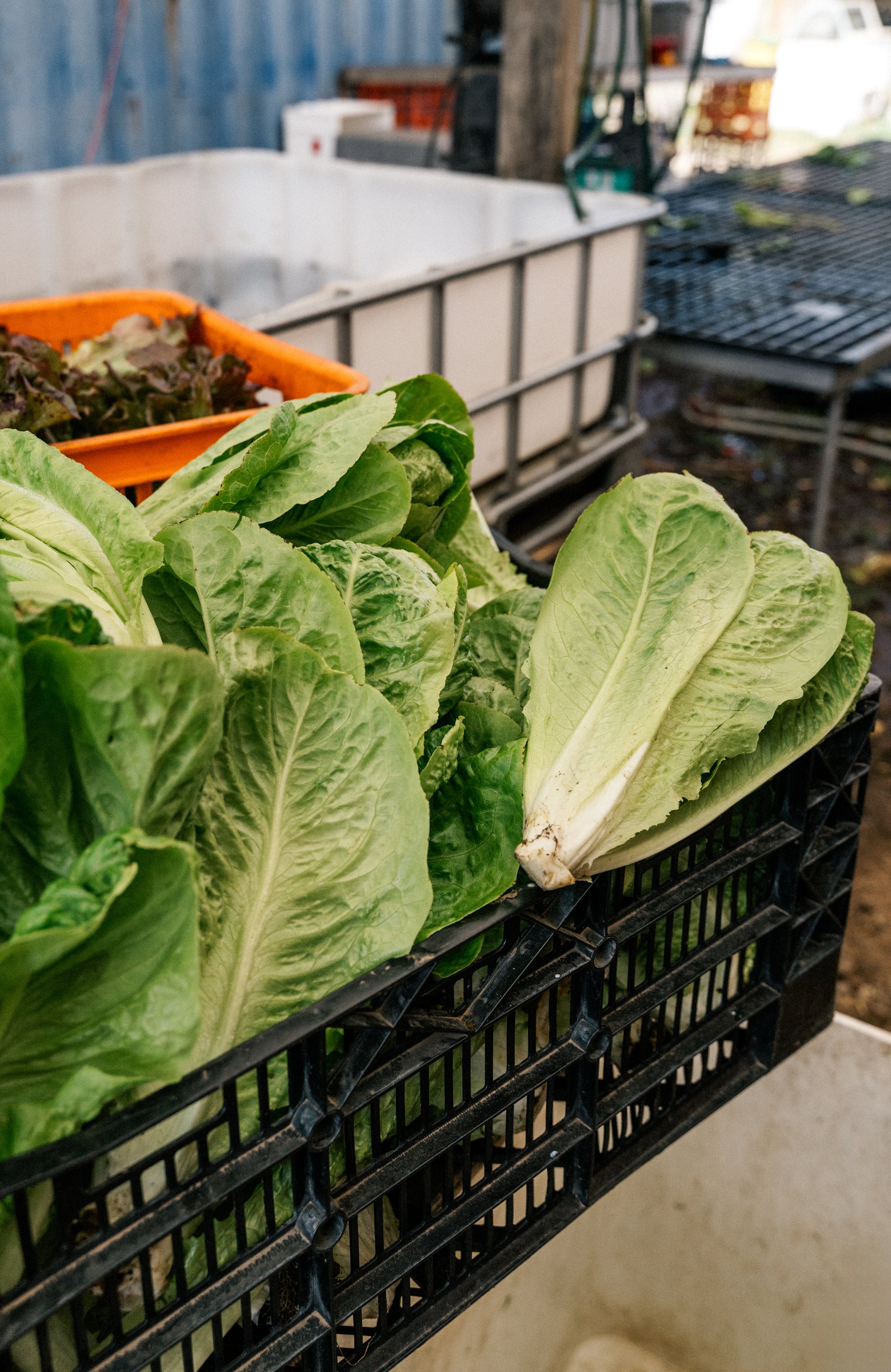 Veg2026summer-18.jpg