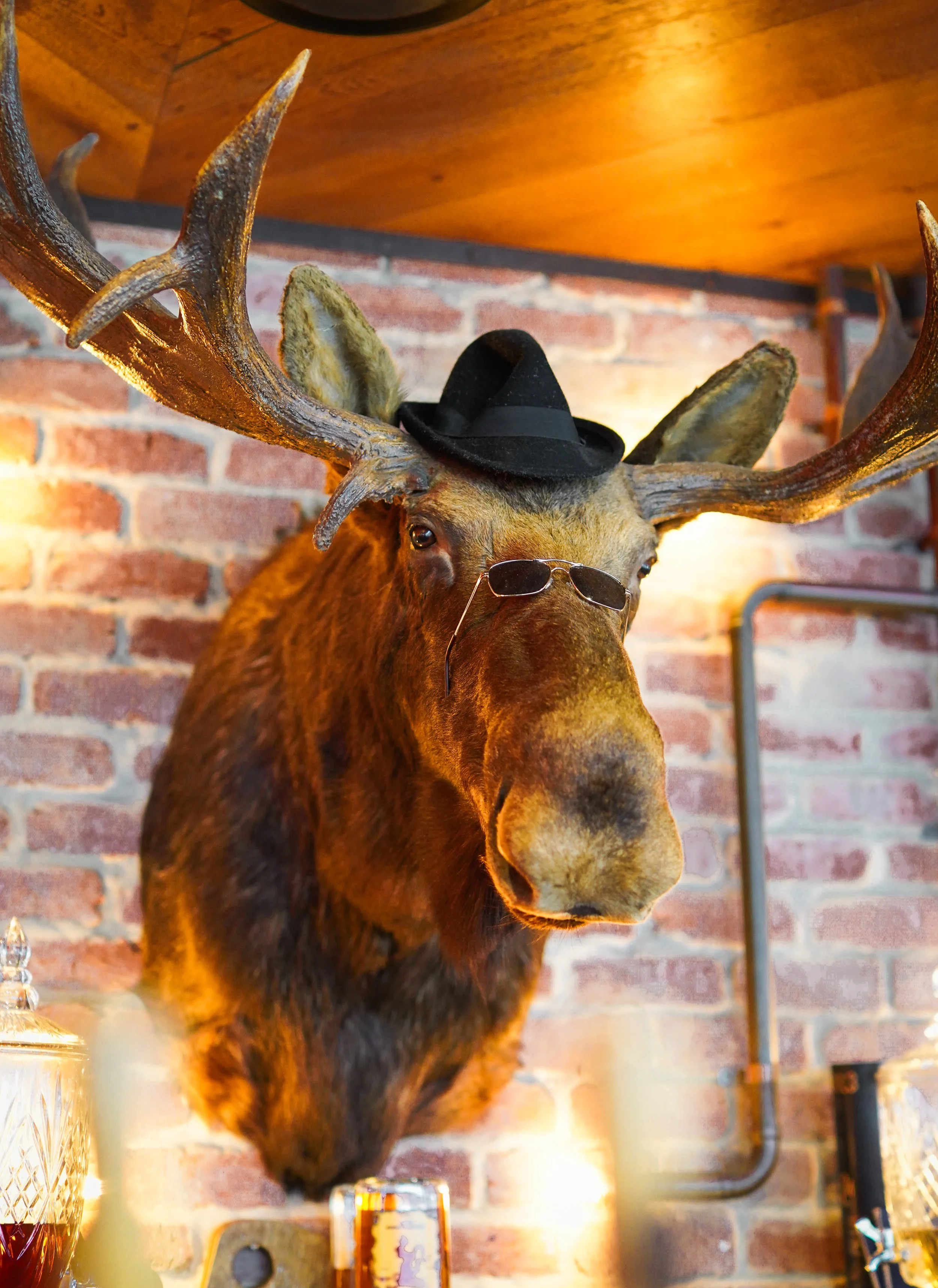 Celebrate 10 Years Of The Moose