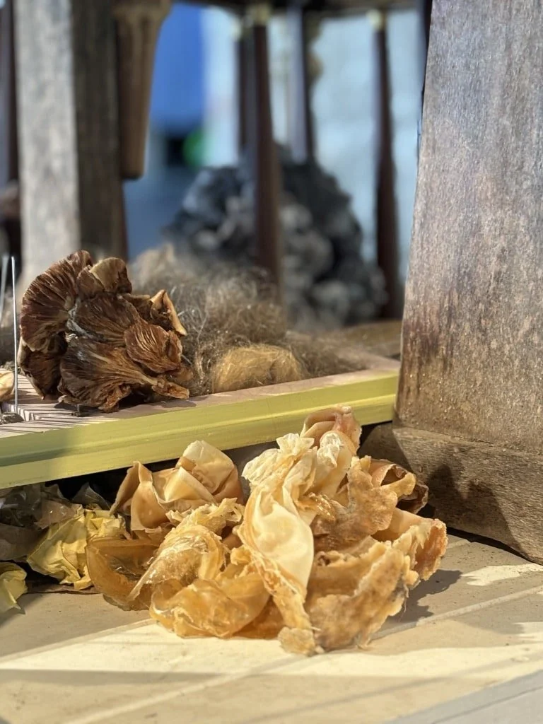 Detail "Domestic Skins," 2024.
latex remnants and home grown oyster mushrooms dipped in beeswax.