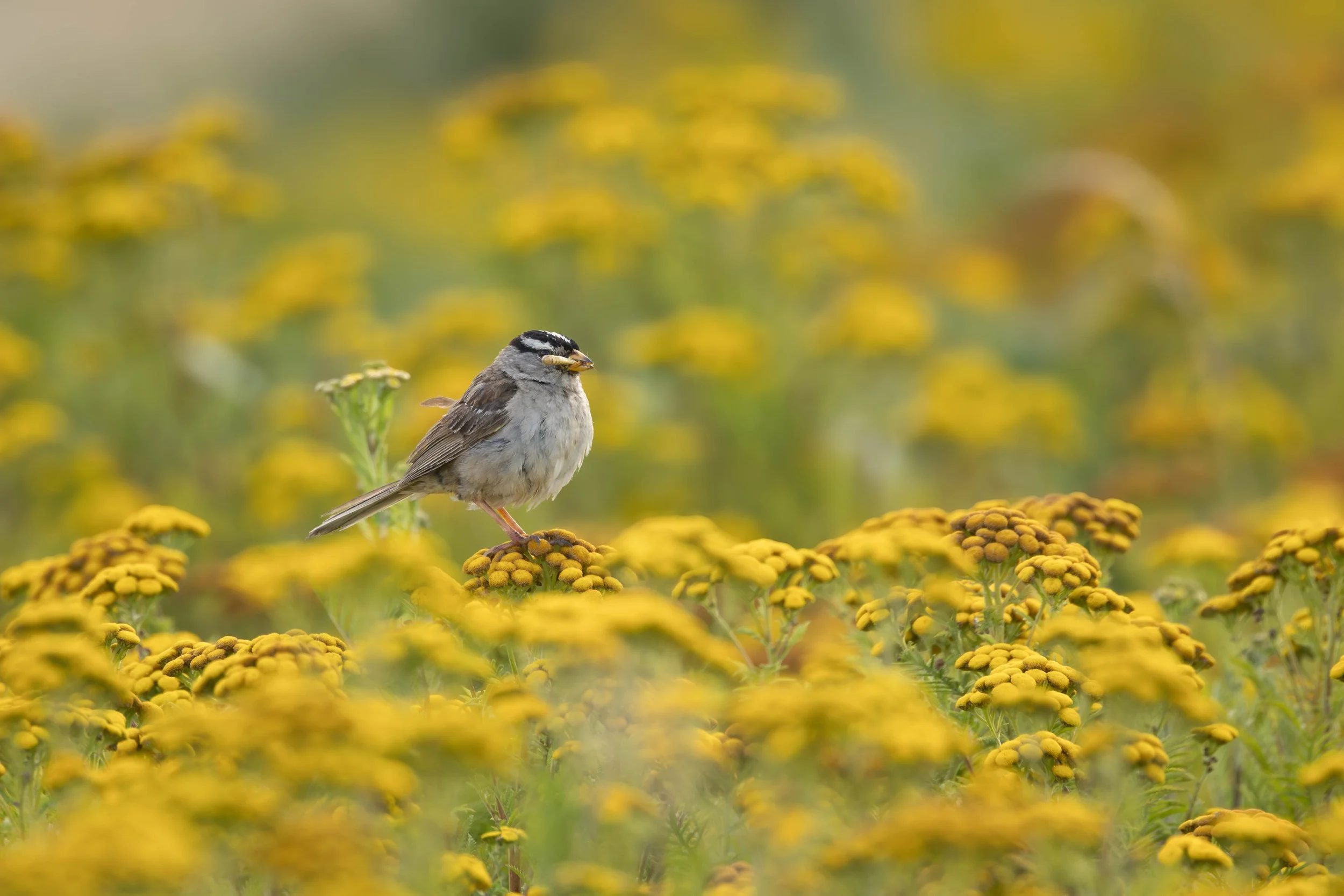 Behind the Shot: White-Crowned Sparrow at Boundary Bay