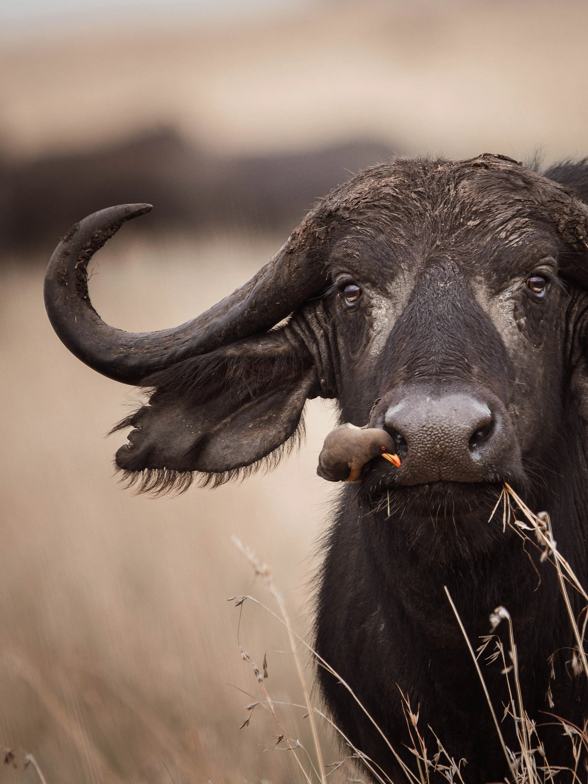 IMG_3408-DxO_DeepPRIME XD2s SCP.jpg