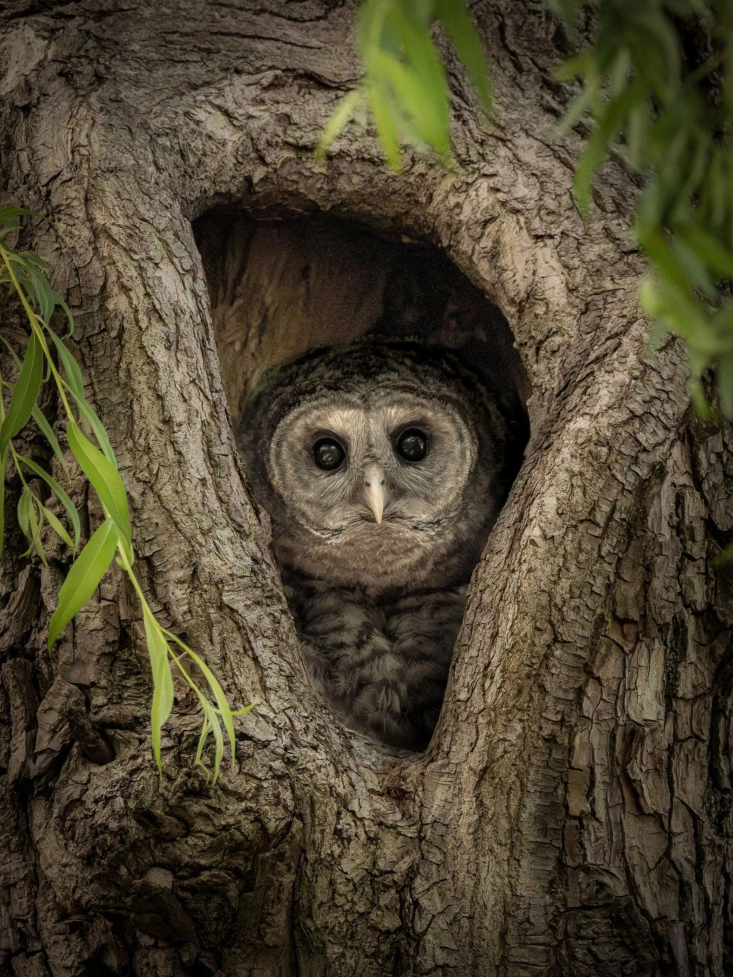 2025_06_09+-+0524-Owlet+in+Tree+Trunk.jpg