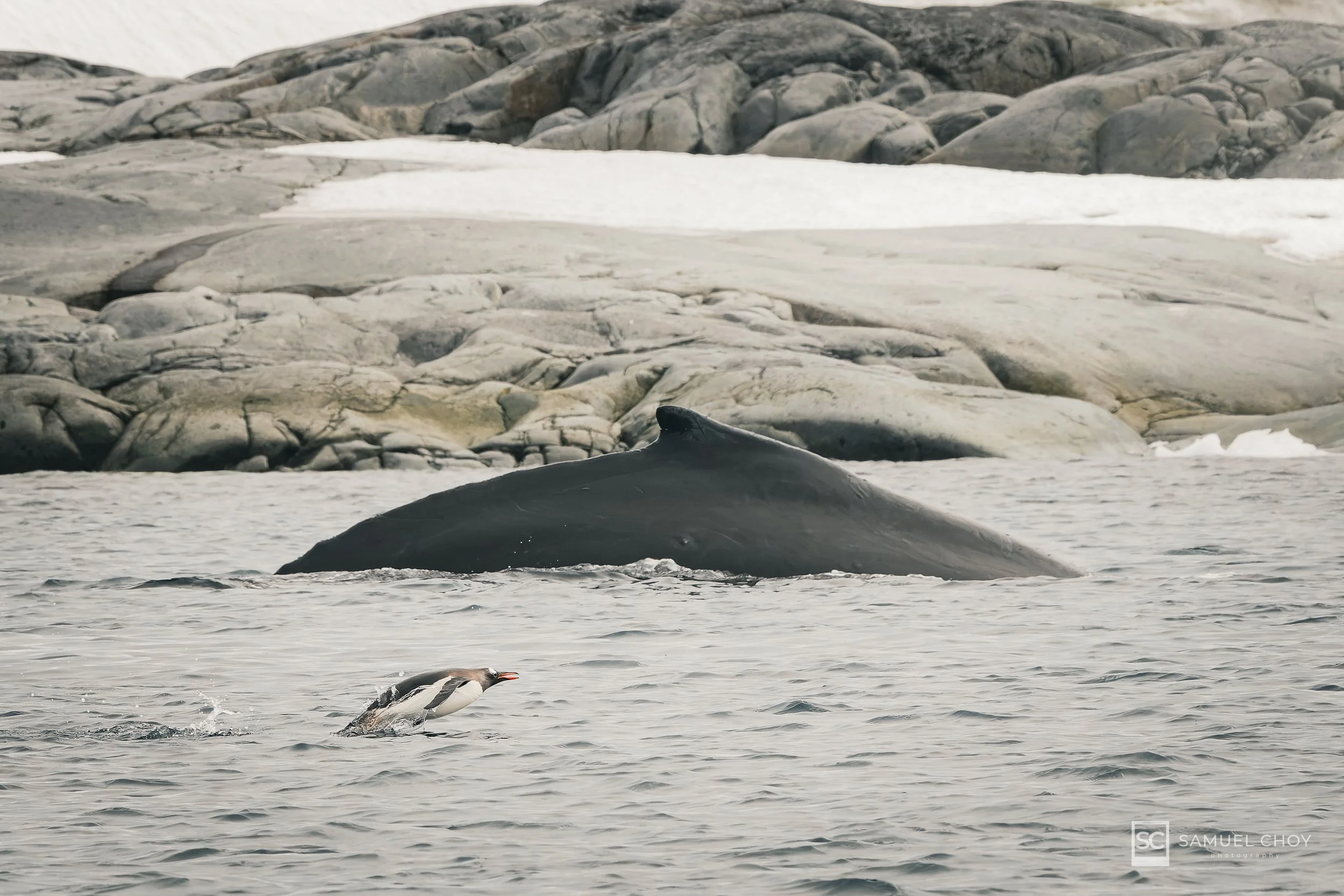 Behind the Shot: Humpback Whale &amp; Gentoo Penguin