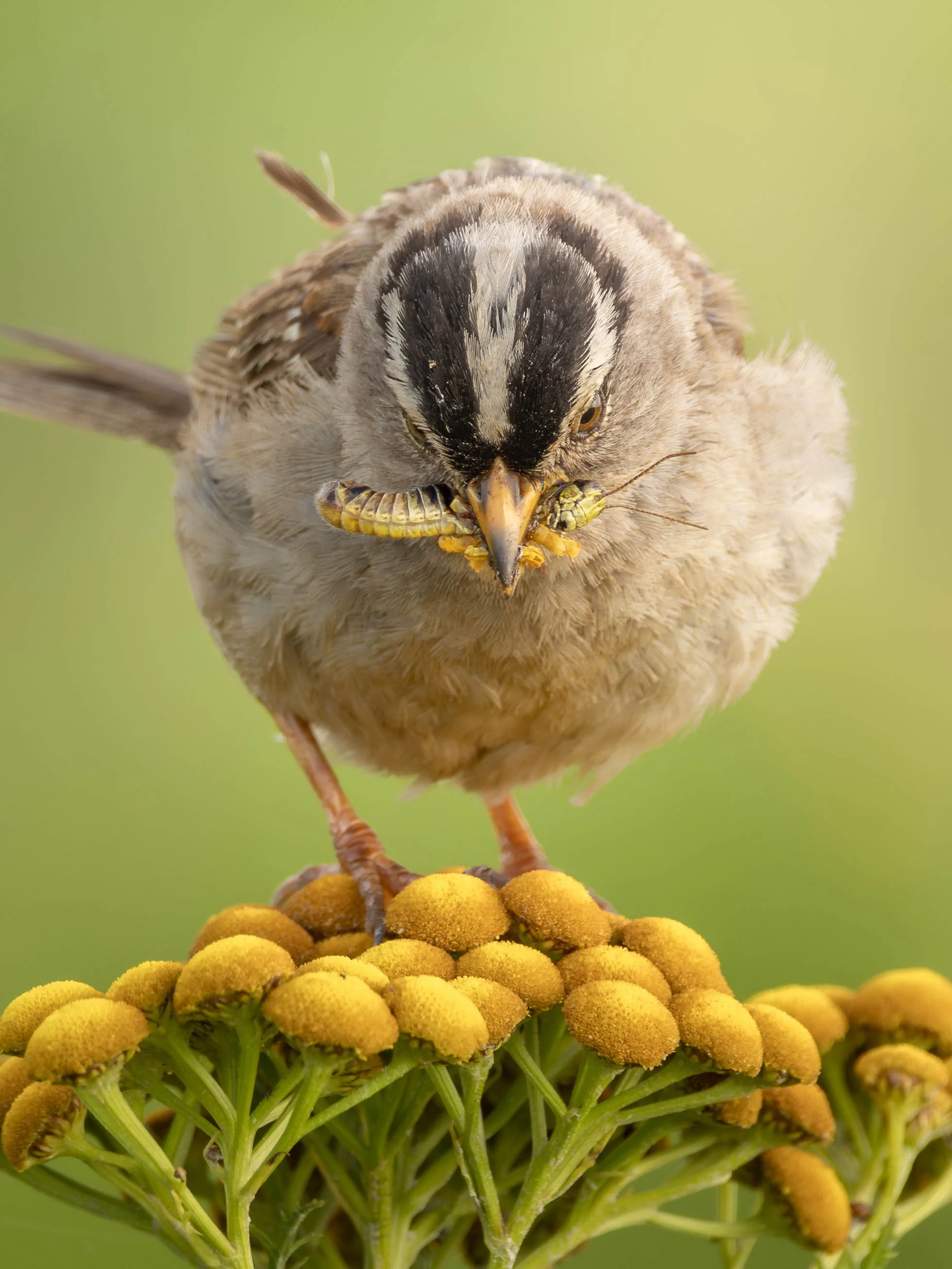 Front view of a white-crowned sparrow on common tansy with insects in its beak, Boundary Bay, Delta, BC