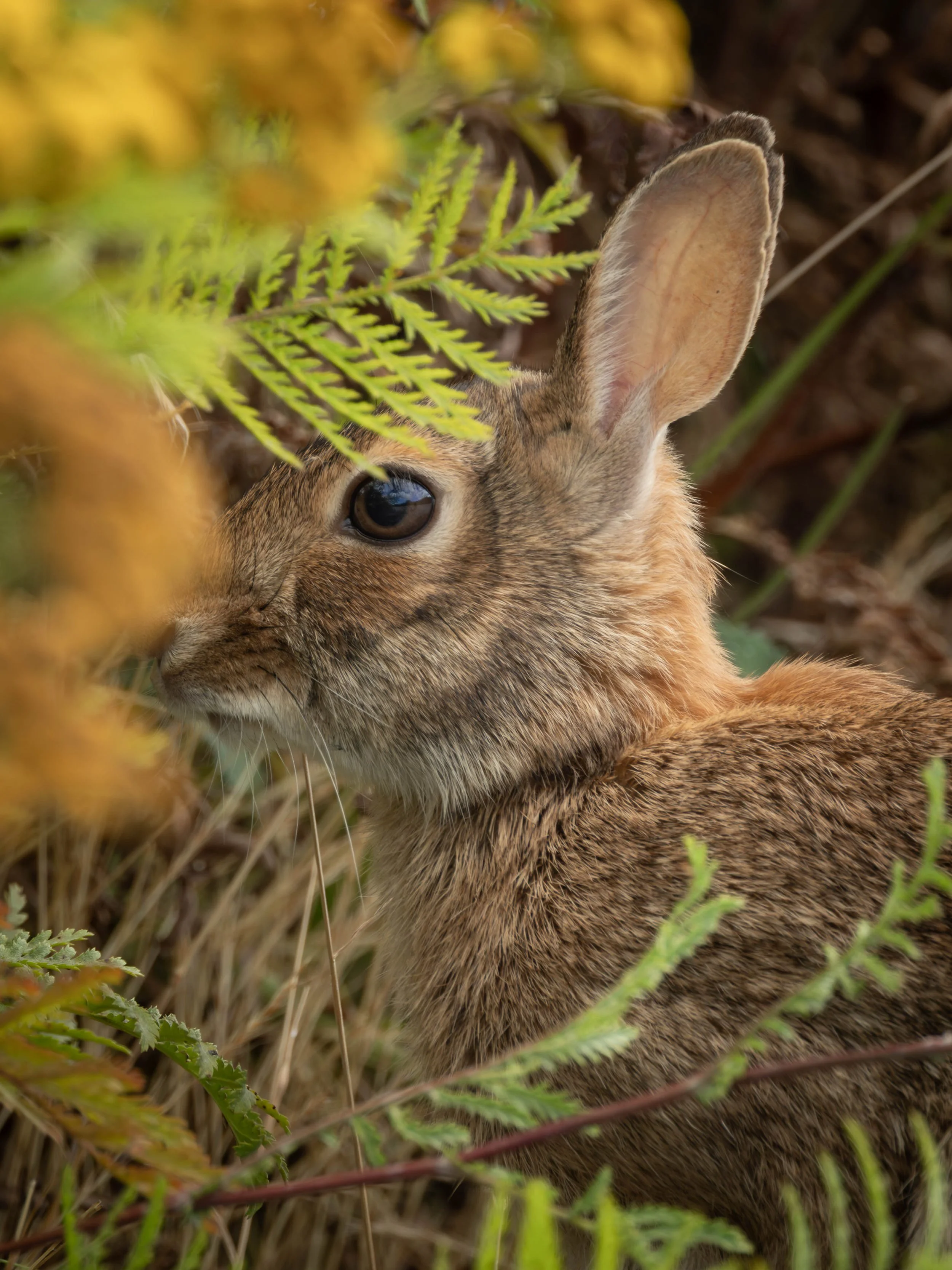 A close-up of a rabbit hiding among green ferns and plants, with one prominent ear and large eye visible.