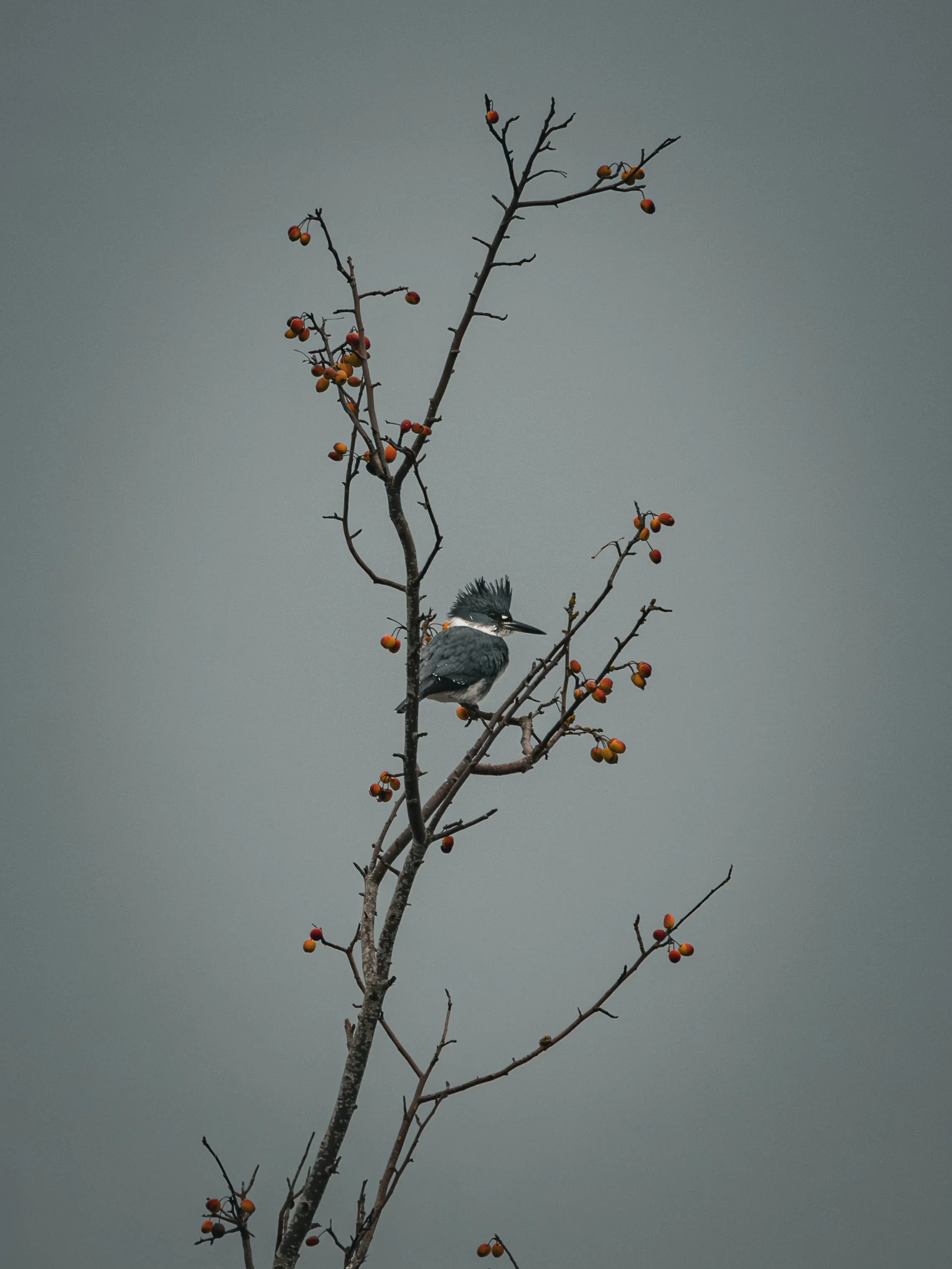 A belted kingfisher bird perched on a leafless branch with small orange-red berries against a gray sky.