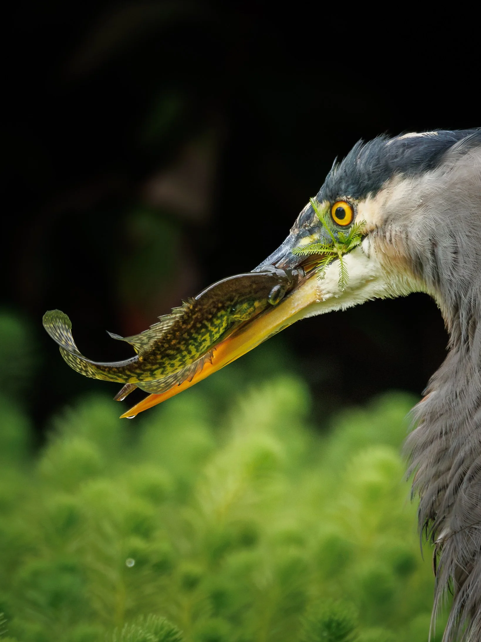Great blue heron holding a fish and green weed in its bill at Burnaby Foreshore Park, BC