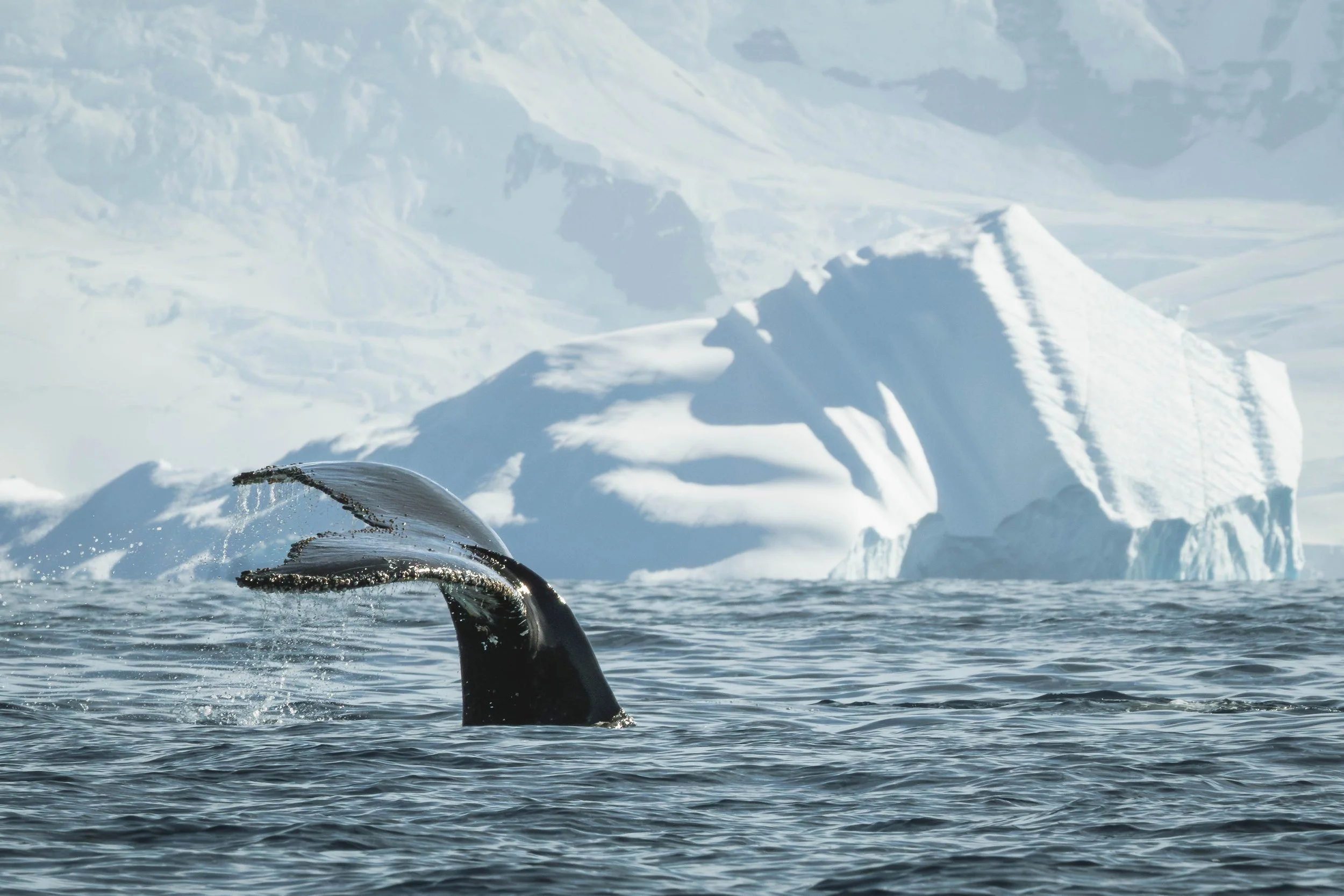 A majestic humpback whale's tail breaches from the Antarctic ocean with large icebergs and snowy mountains in the background. January 2026.