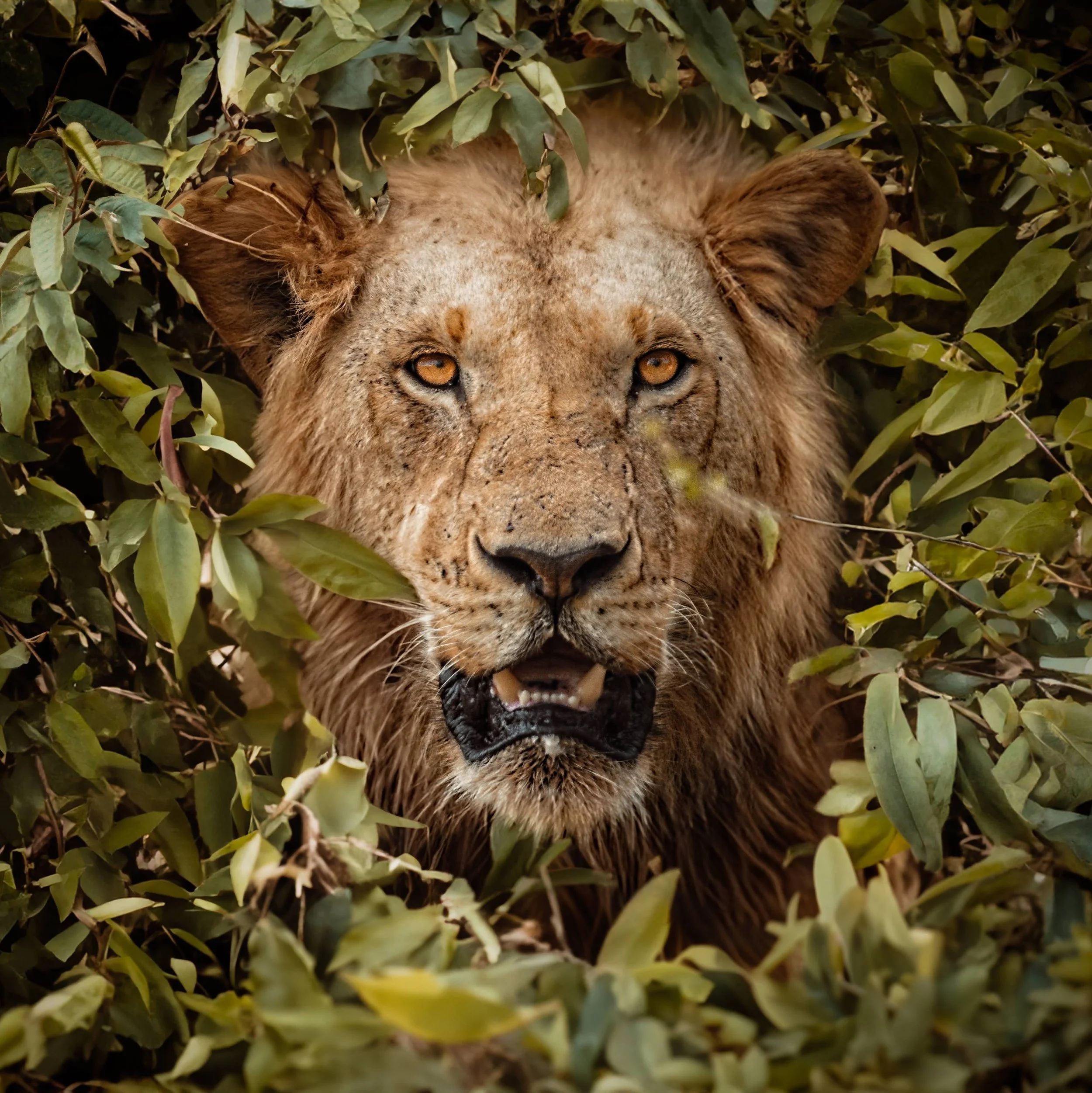 A lion's face surrounded by green foliage, with its mouth slightly open showing teeth.
