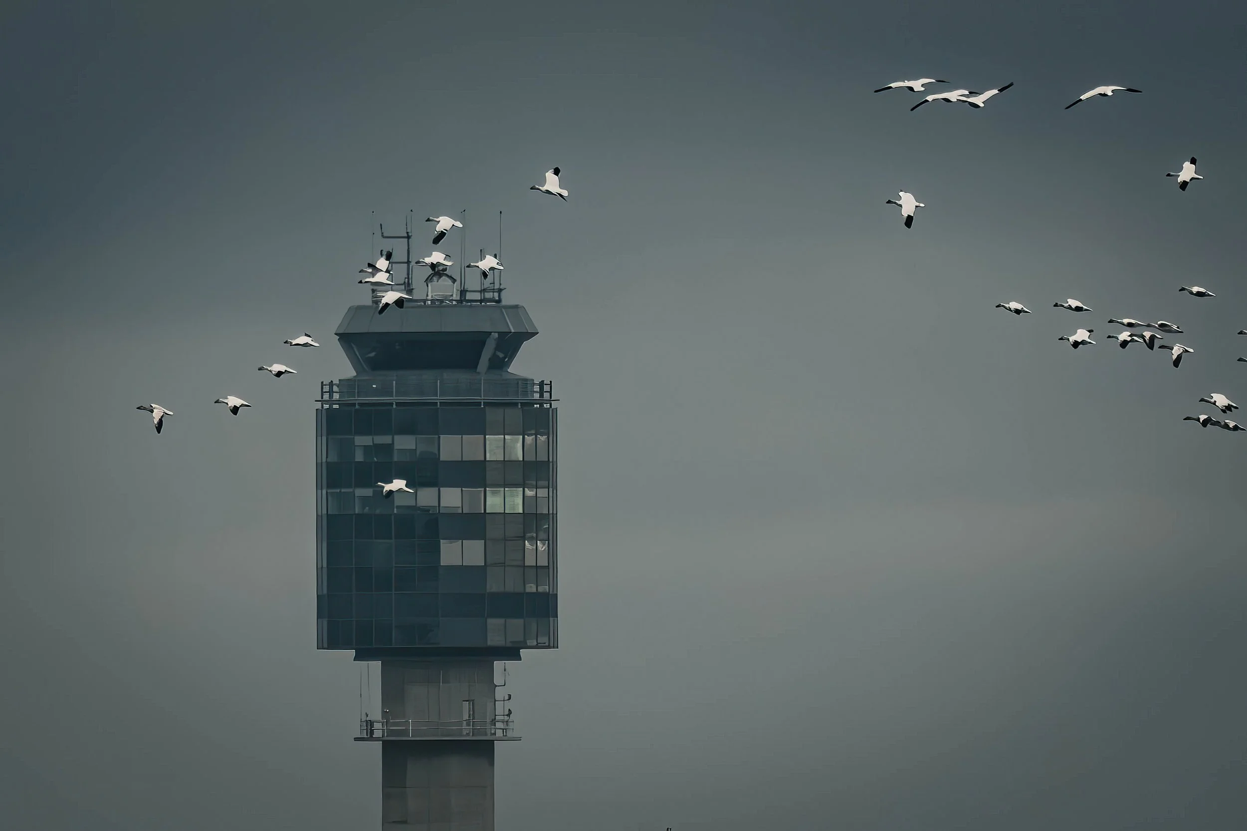 Airport control tower with snow geese birds flying nearby on a cloudy day.