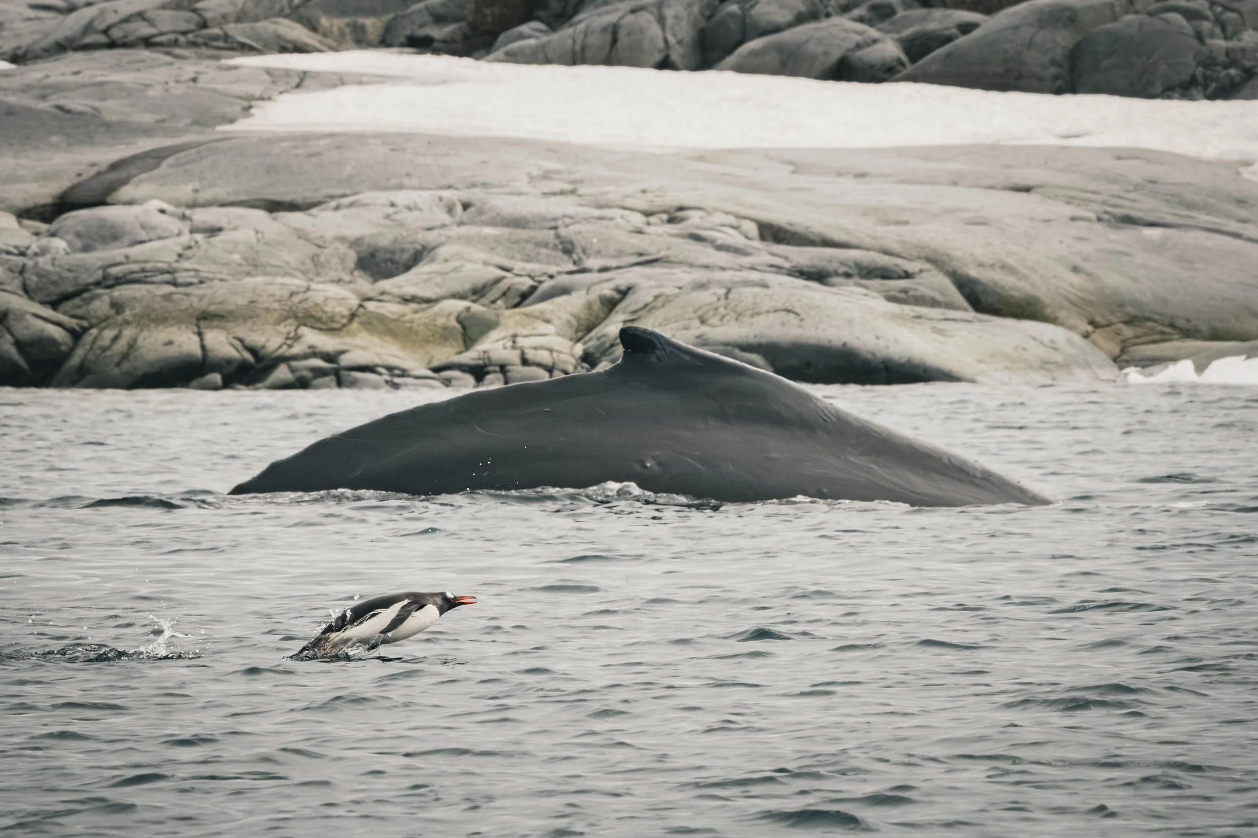 Humpback whale arching its back out of the water with a gentoo penguin leaping in front of it, Pléneau Bay, Antarctica