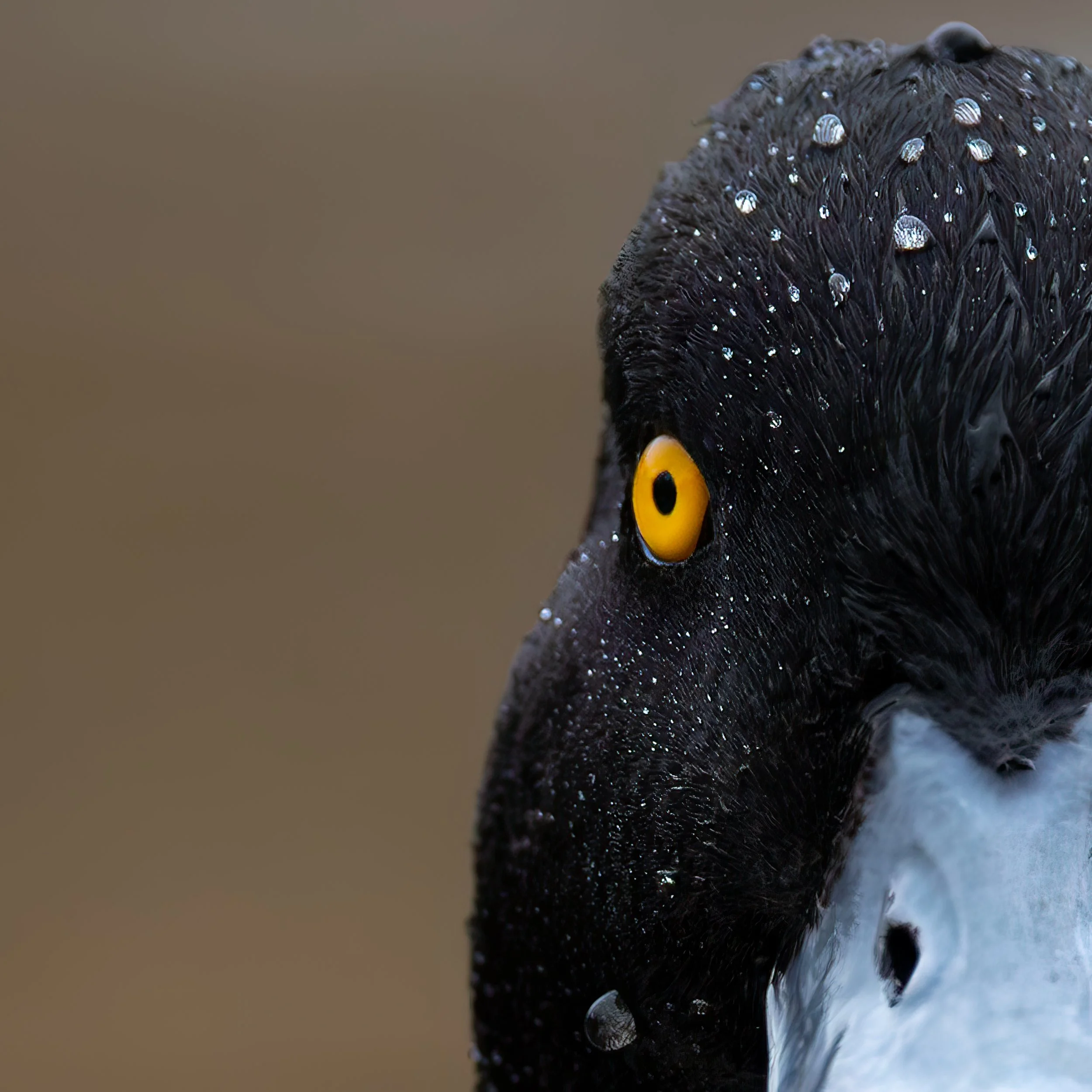 Close-up of a black ring-necked duck with yellow eye, water droplets on feathers, and a blurred brown background.