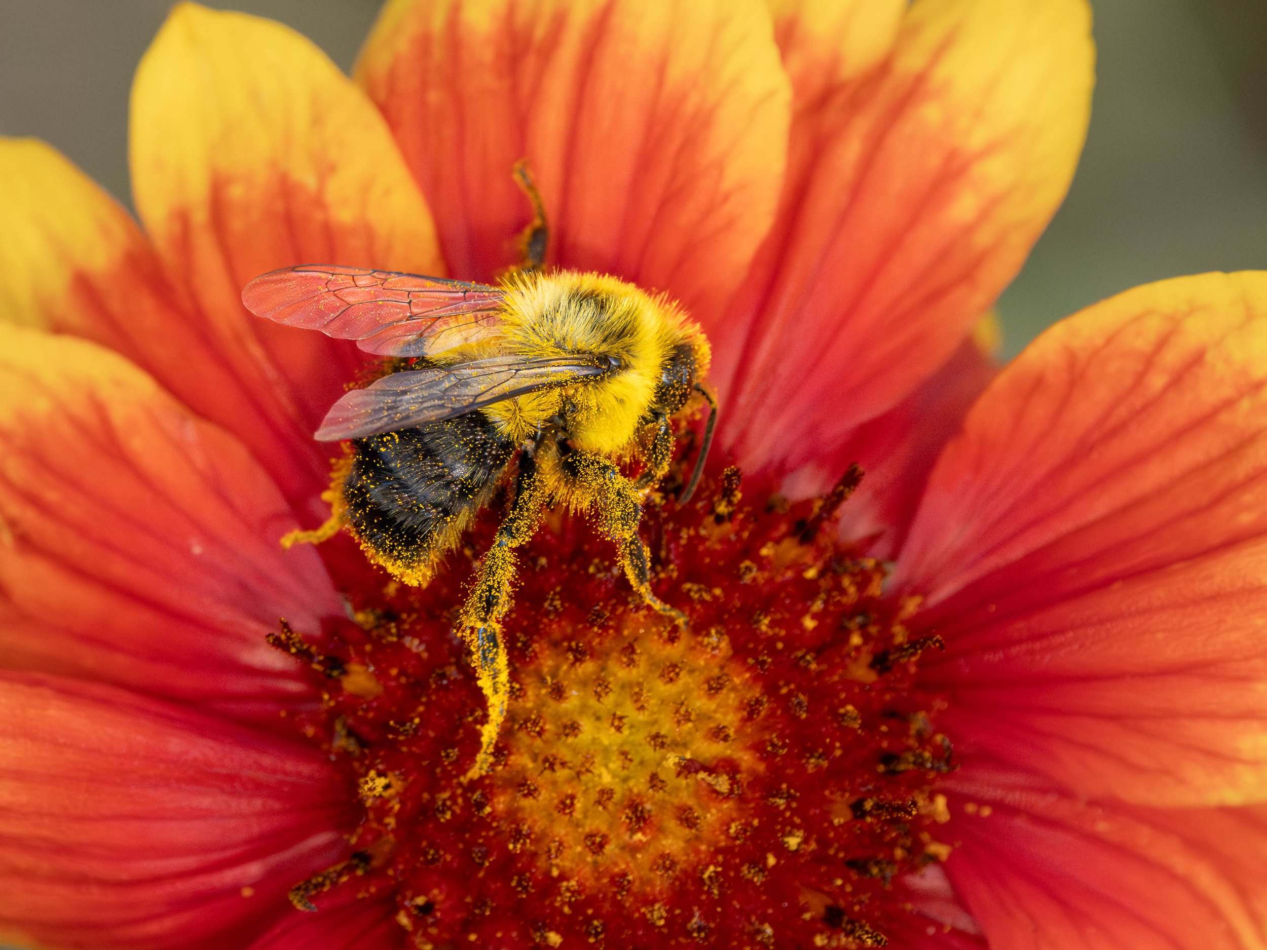A close-up of a bee covered in yellow pollen on an orange flower with yellow and orange petals.