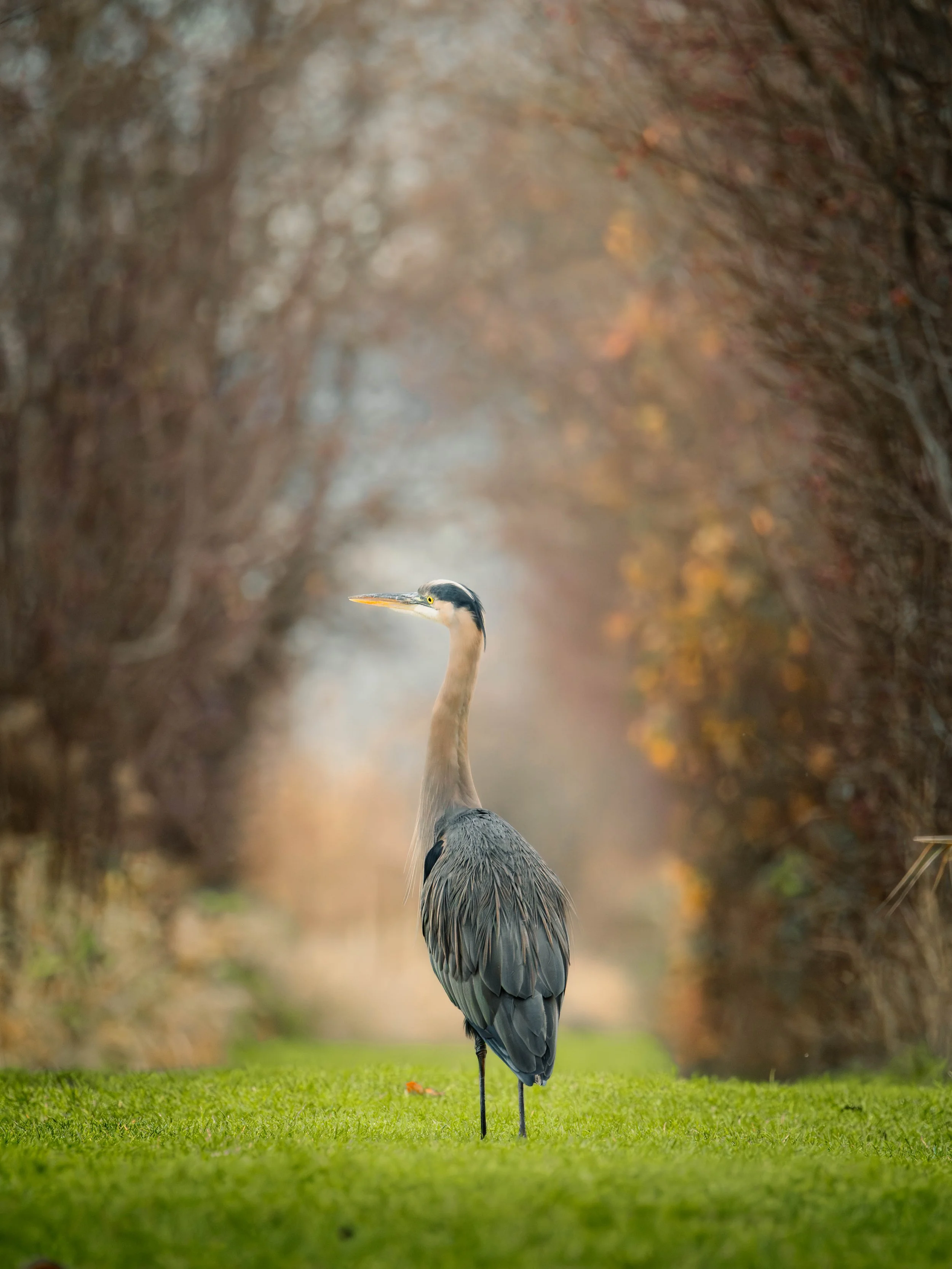 A great blue heron standing on a lush green grassy patch in front of a blurred autumnal background framed by brown bare branches.