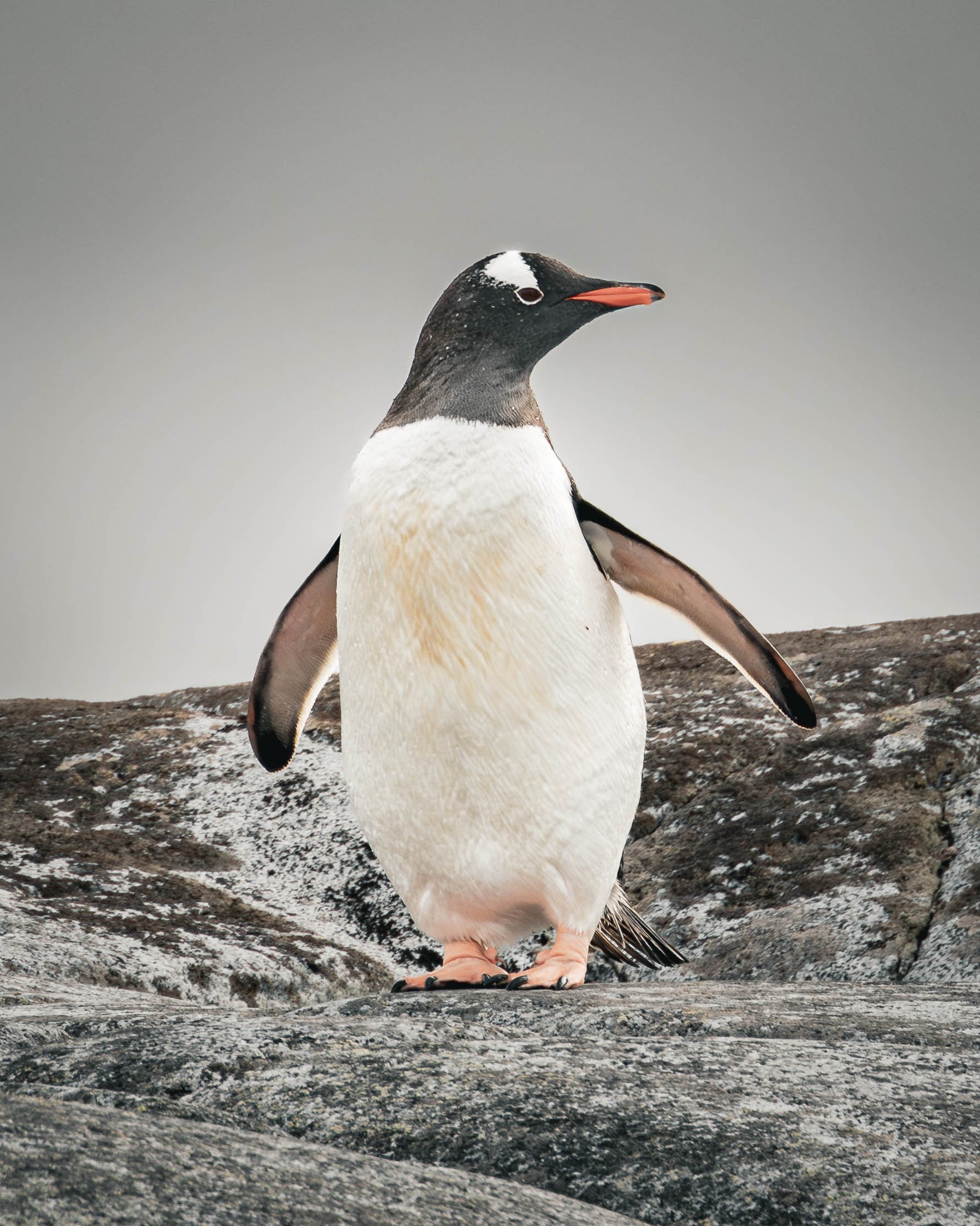 A gentoo penguin standing confidently on a rocky surface against a cloudy sky in Antarctica. January 2026.