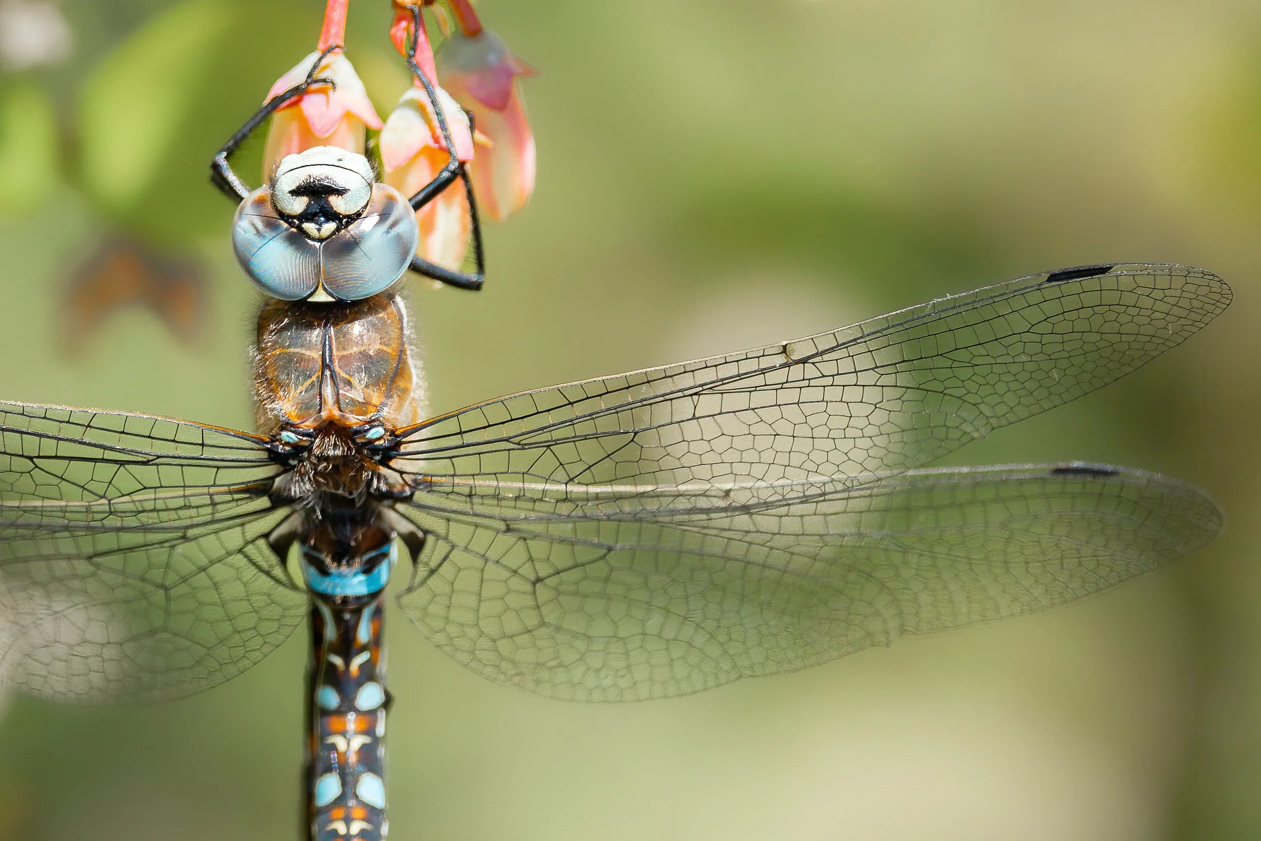 Close-up of a dragonfly perched on a plant with detailed wings and vibrant blue and orange patterns on its body.