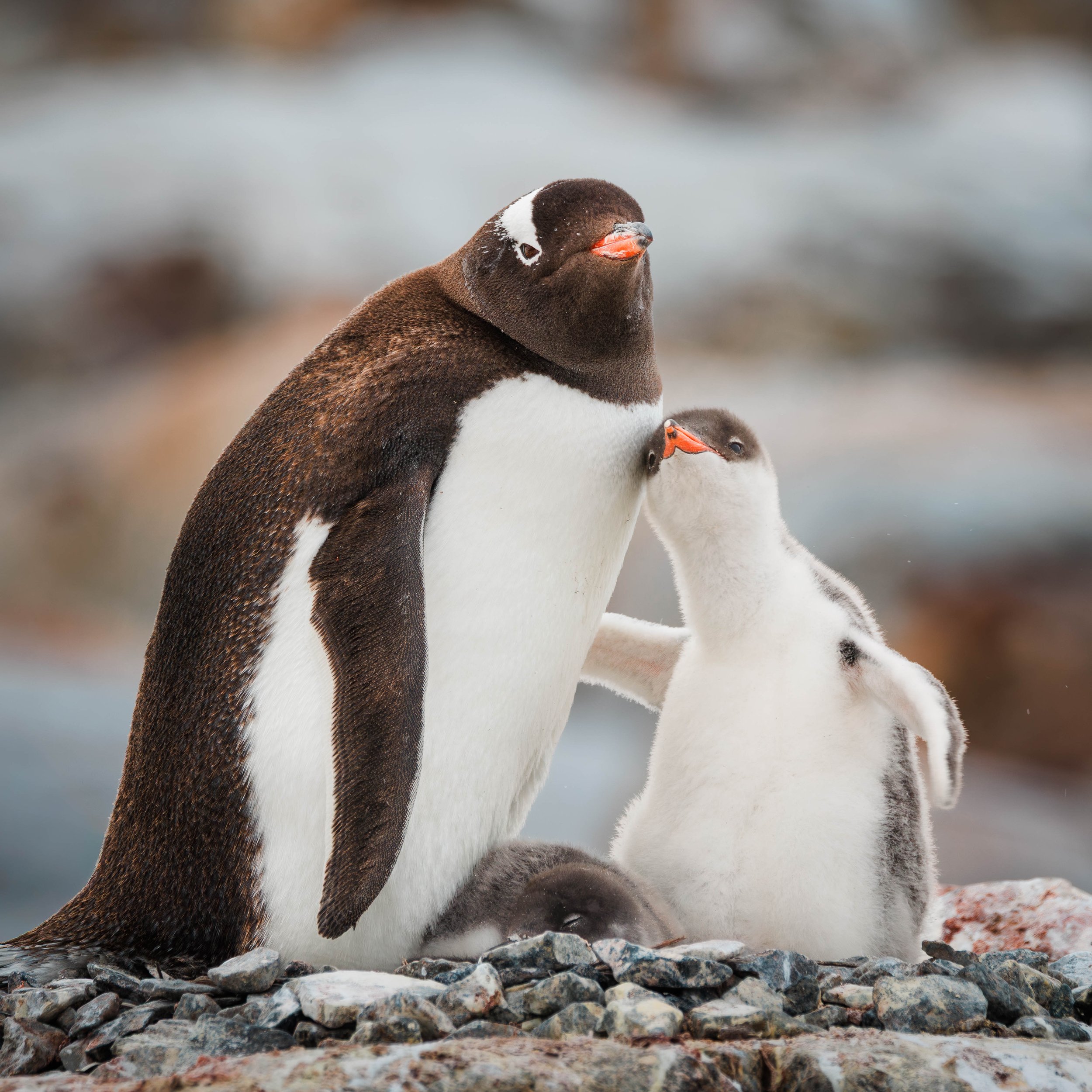 Adult and baby gentoo penguins on rocky terrain embracing arm-in-arm, displaying parental affection and comfort to the chick. Antarctica, January 2026.