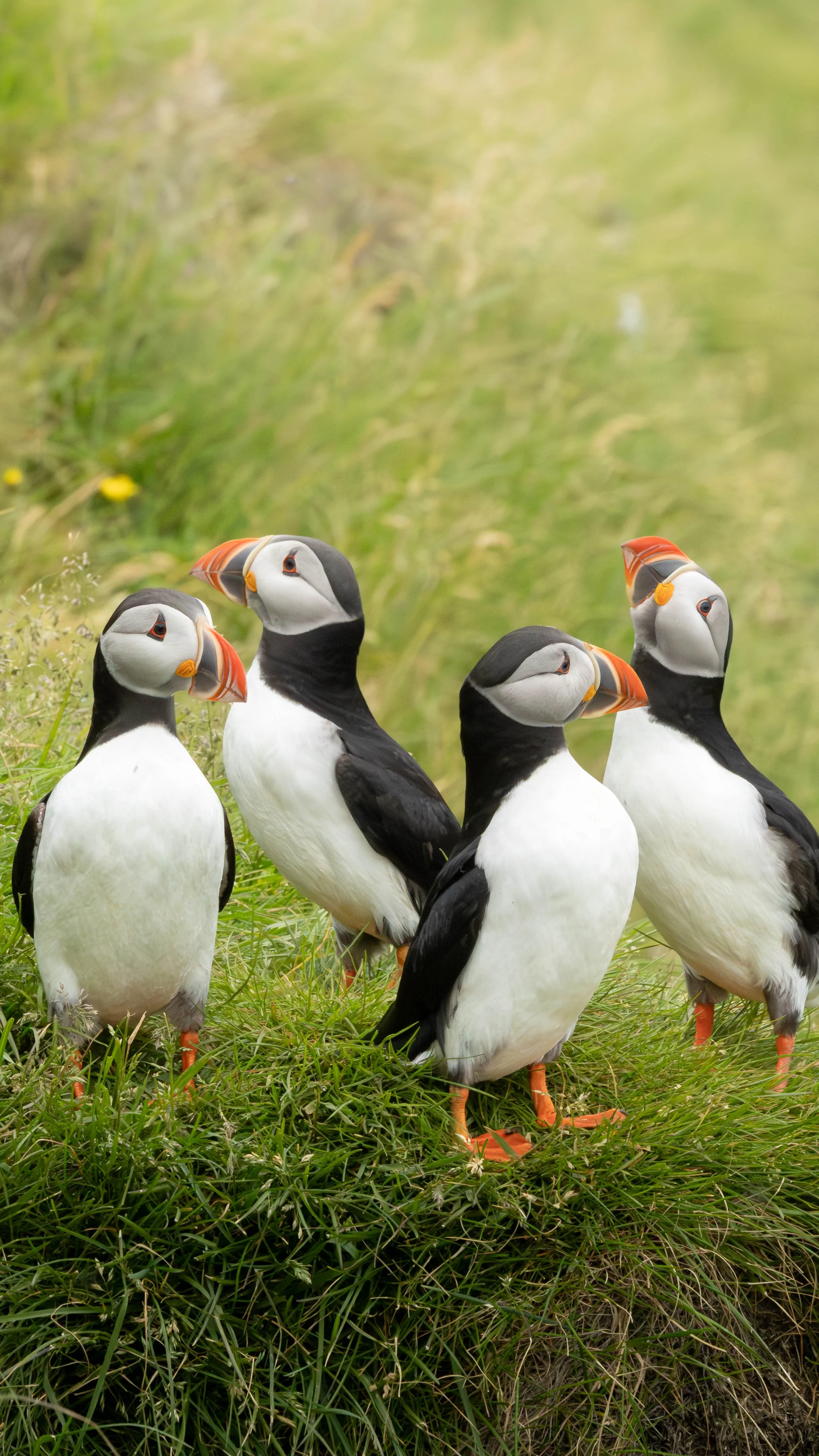 Group of four Atlantic puffins standing on grassy terrain, with blurred greenery background.